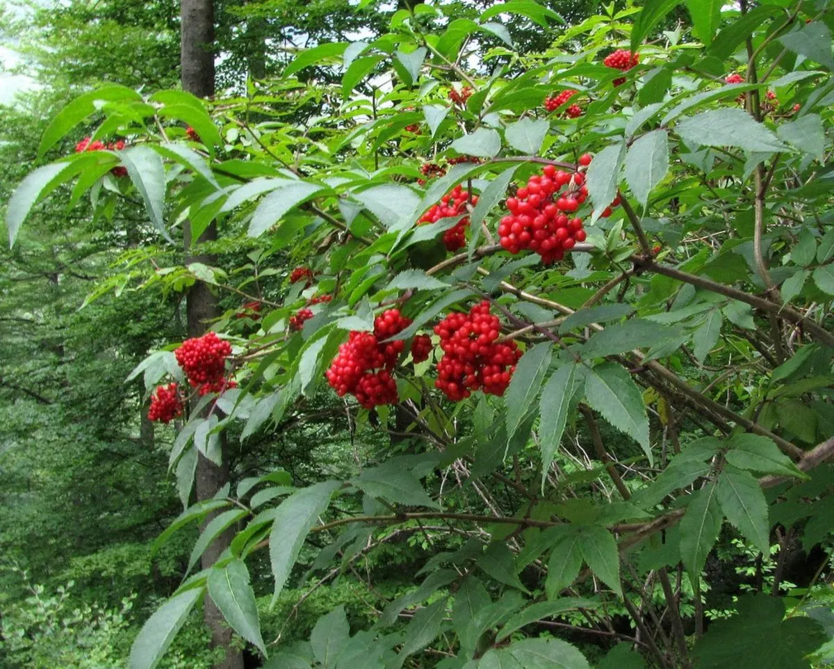 Elder Berry (Sambucus Spp.) — Typically reaching 8-20 feet in height and spread, it thrives in USDA zones 3-9