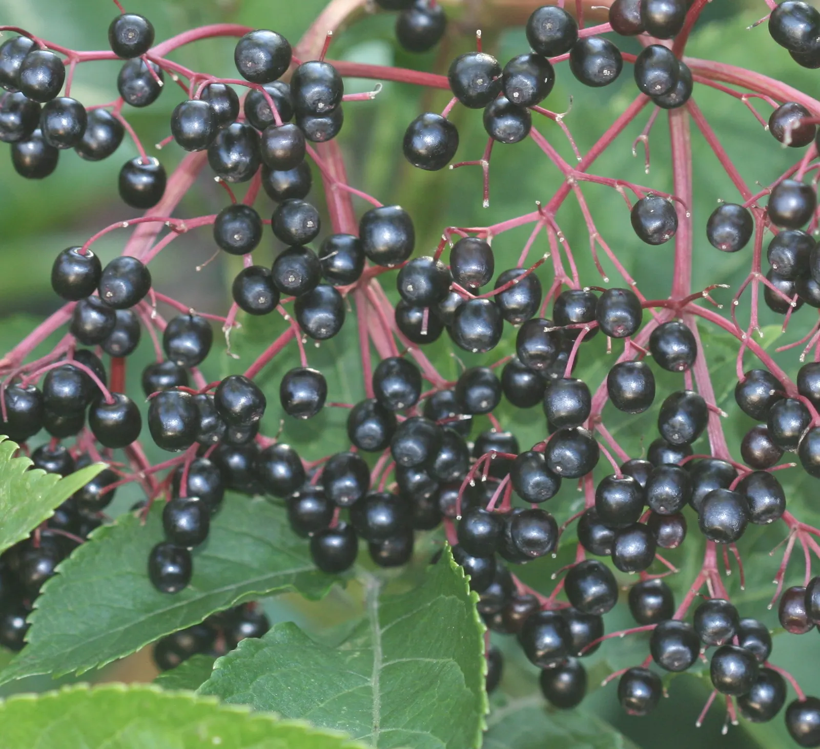 Elder Berry (Sambucus Spp.) — Prune to encourage vitality and shape