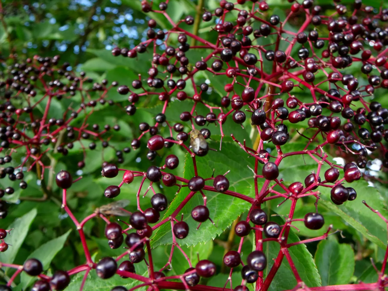 Elder Berry (Sambucus Spp.) — Its lush foliage adds texture to landscapes, and it's often used for hedges or wildlife gardens