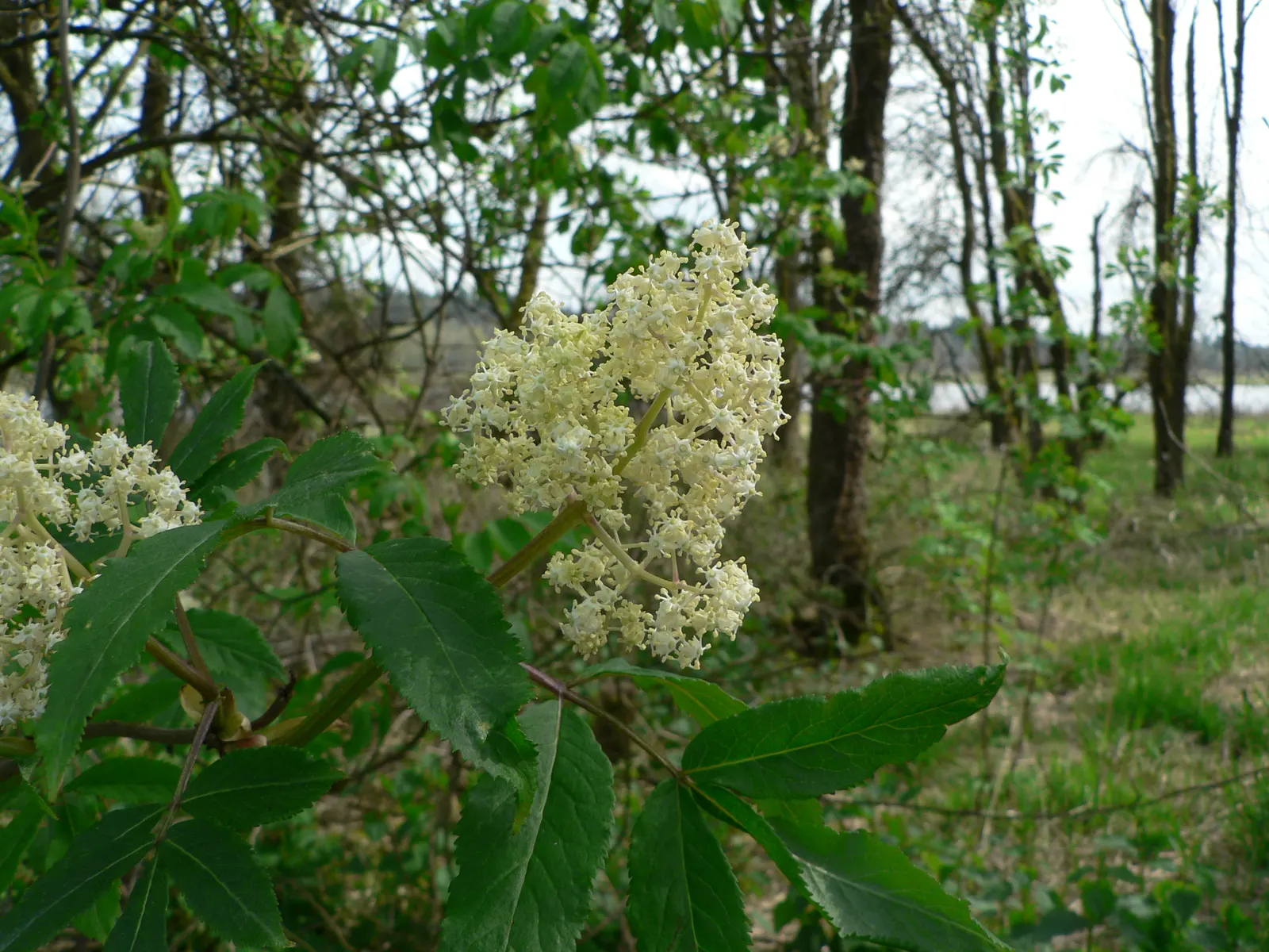 Elder Berry (Sambucus Spp.) — Elderberry (Sambucus spp.) is a versatile