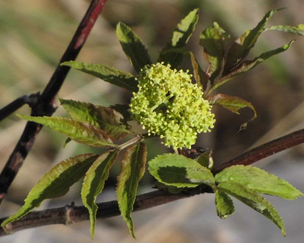 Elder Berry (Sambucus Spp.) — Prefers full sun to partial shade and moist, well-drained soil