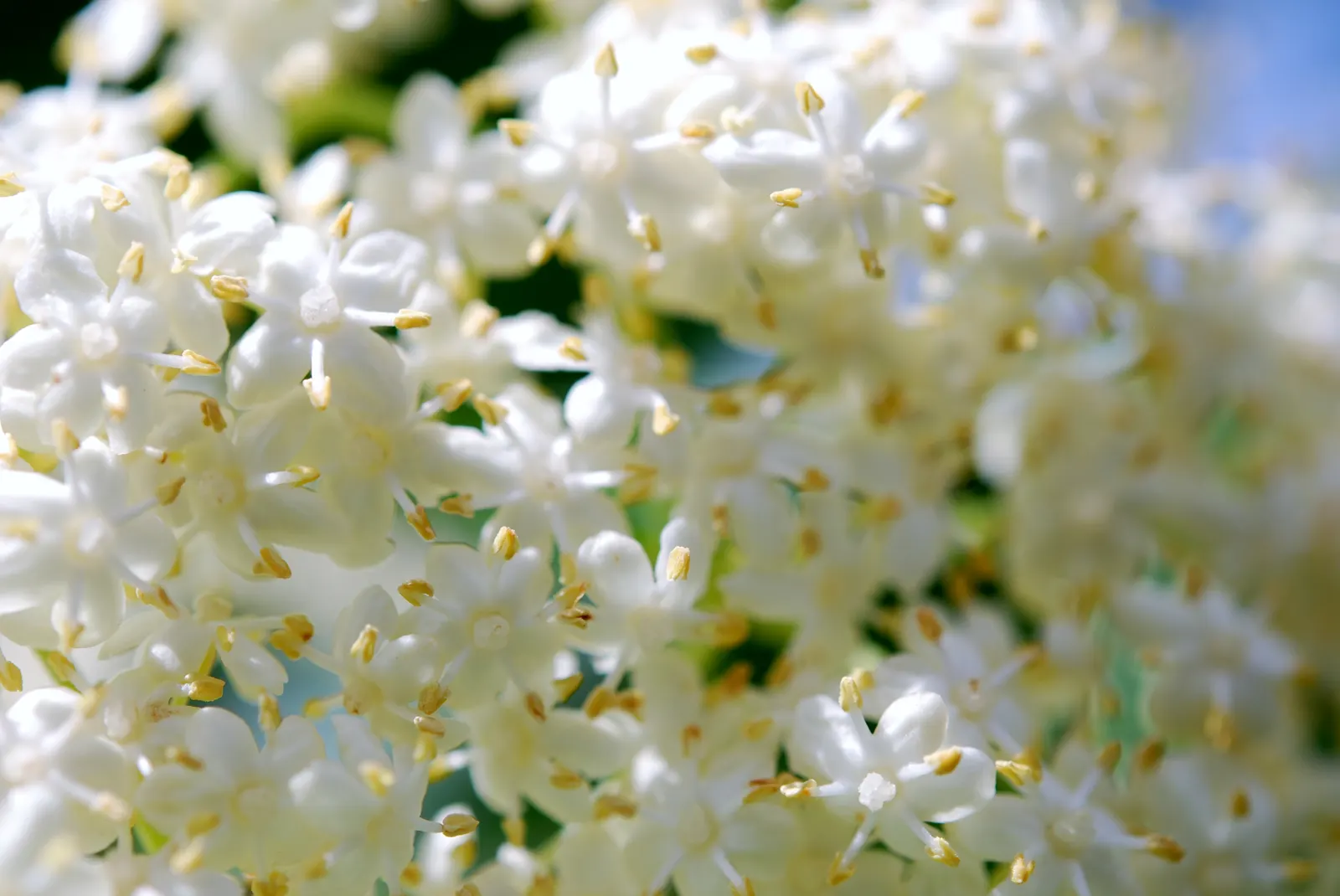 Elder Berry (Sambucus Spp.) — with mature heights spanning from 5 to 12 feet