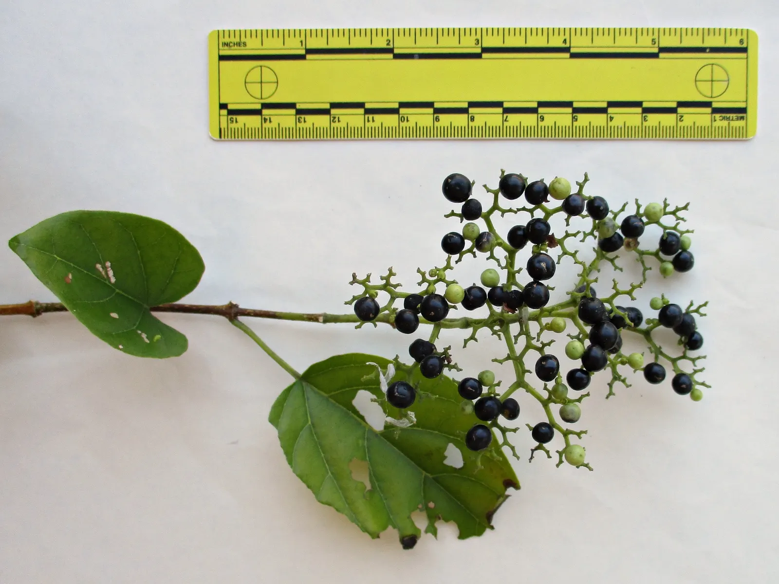 Elder Berry (Sambucus Spp.) — is a versatile and hardy plant native to various regions
