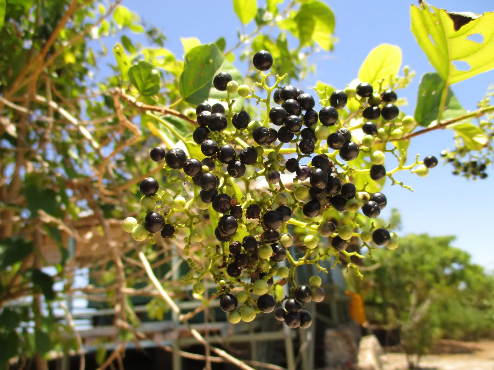 Elder Berry (Sambucus Spp.) — depending on the cultivar
