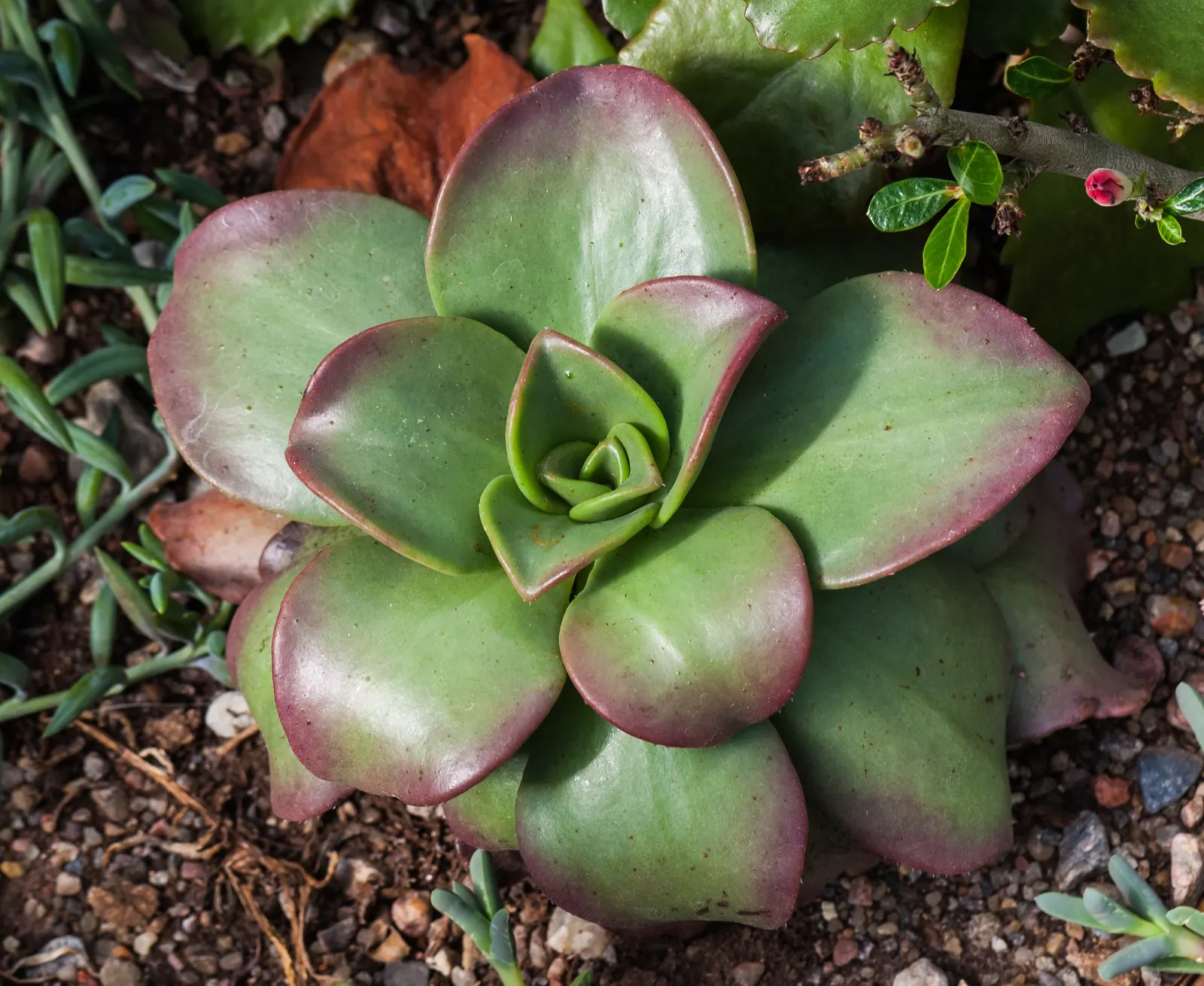 String Of Bananas (Senecio Radicans) — consider its growth habit and succulent nature