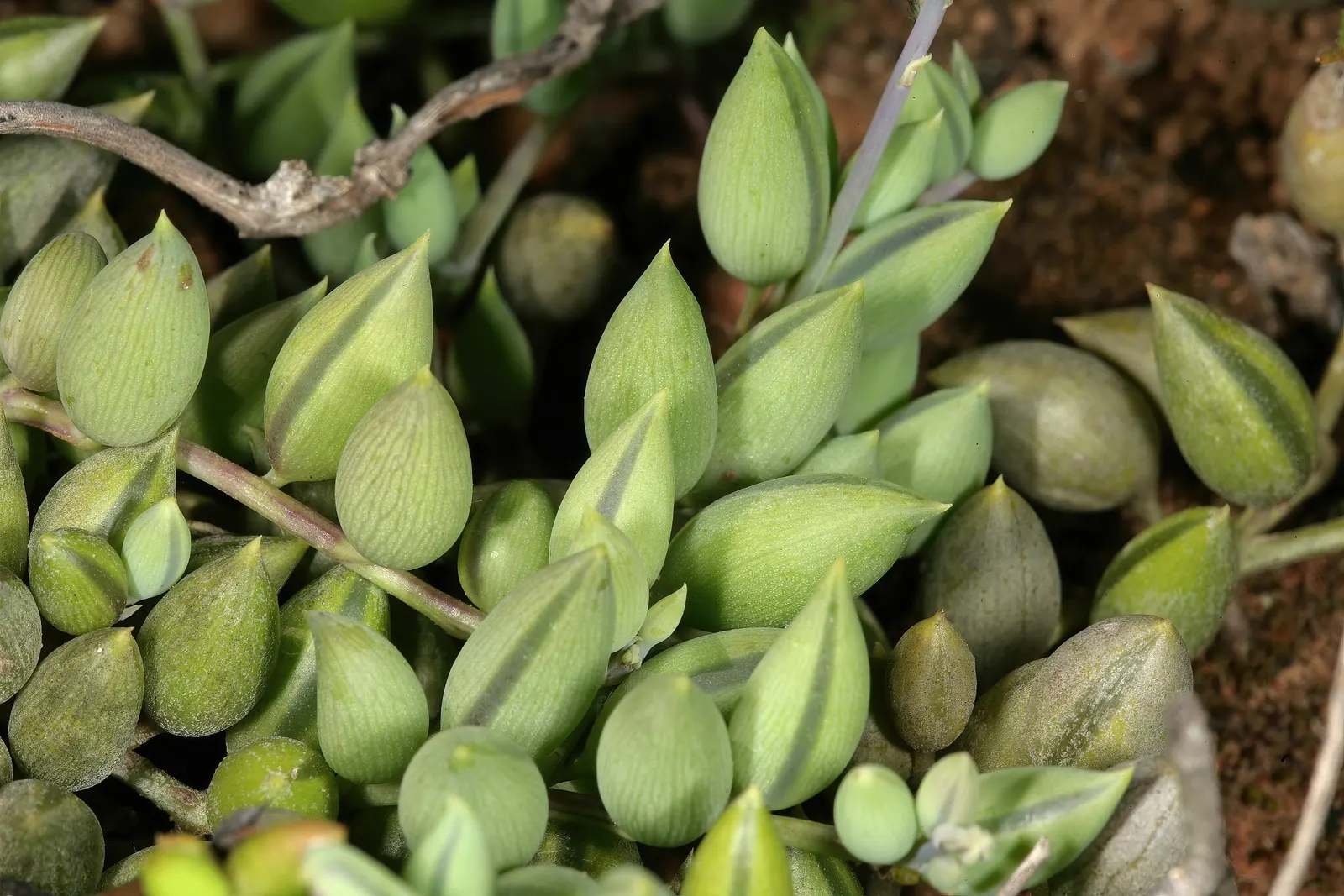 String Of Bananas (Senecio Radicans) — This plant is known for its unique; ground cover / succulent with white blooms