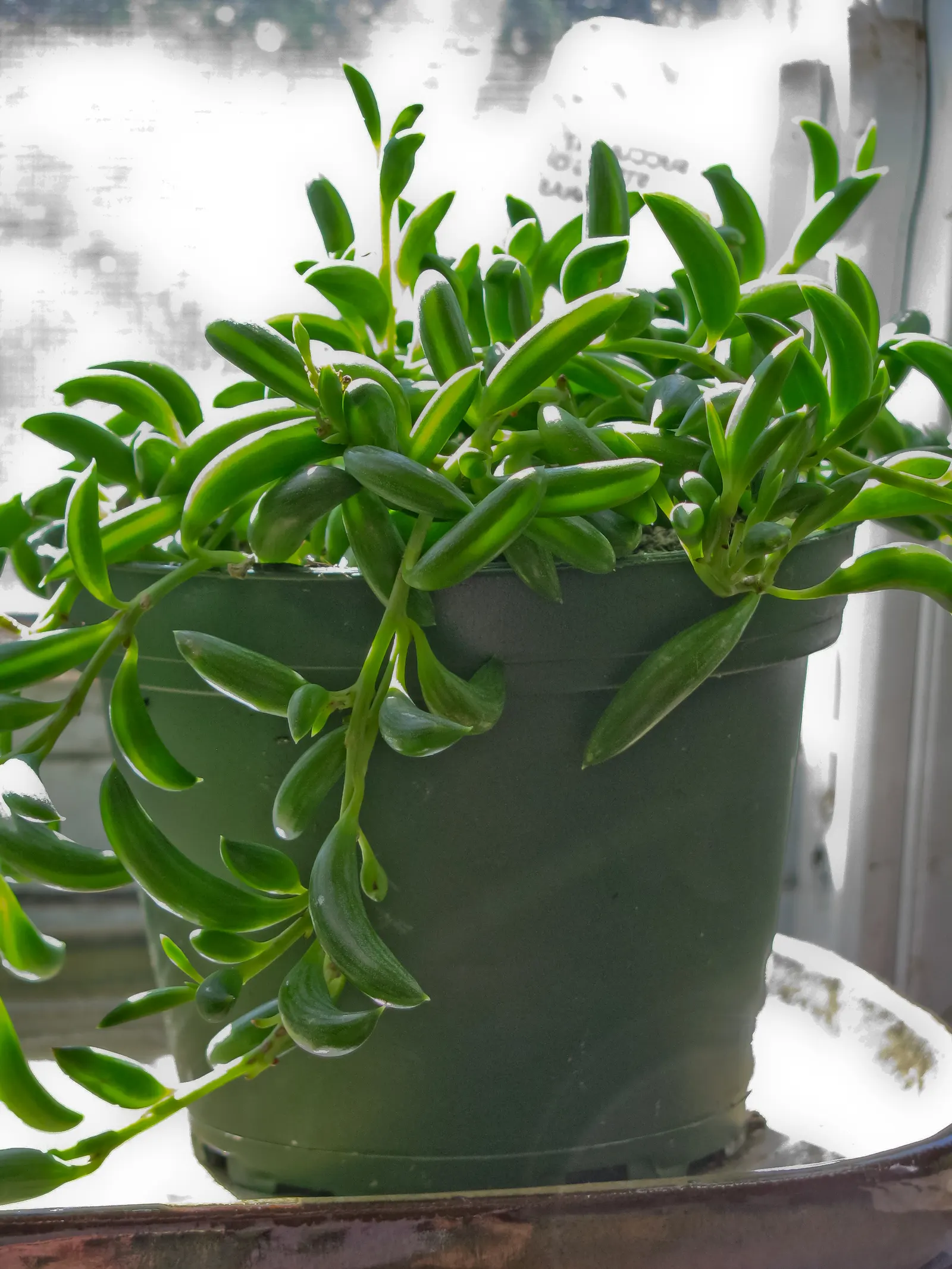 String Of Bananas (Senecio Radicans) — This succulent thrives in bright, indirect sunlight and requires minimal watering