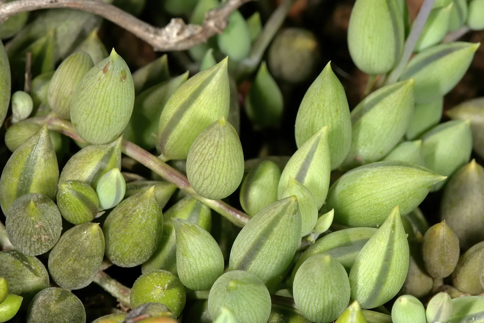 String Of Bananas (Senecio Radicans) — It's an exceptional choice for xeriscaping and adds an exotic texture to rock gardens
