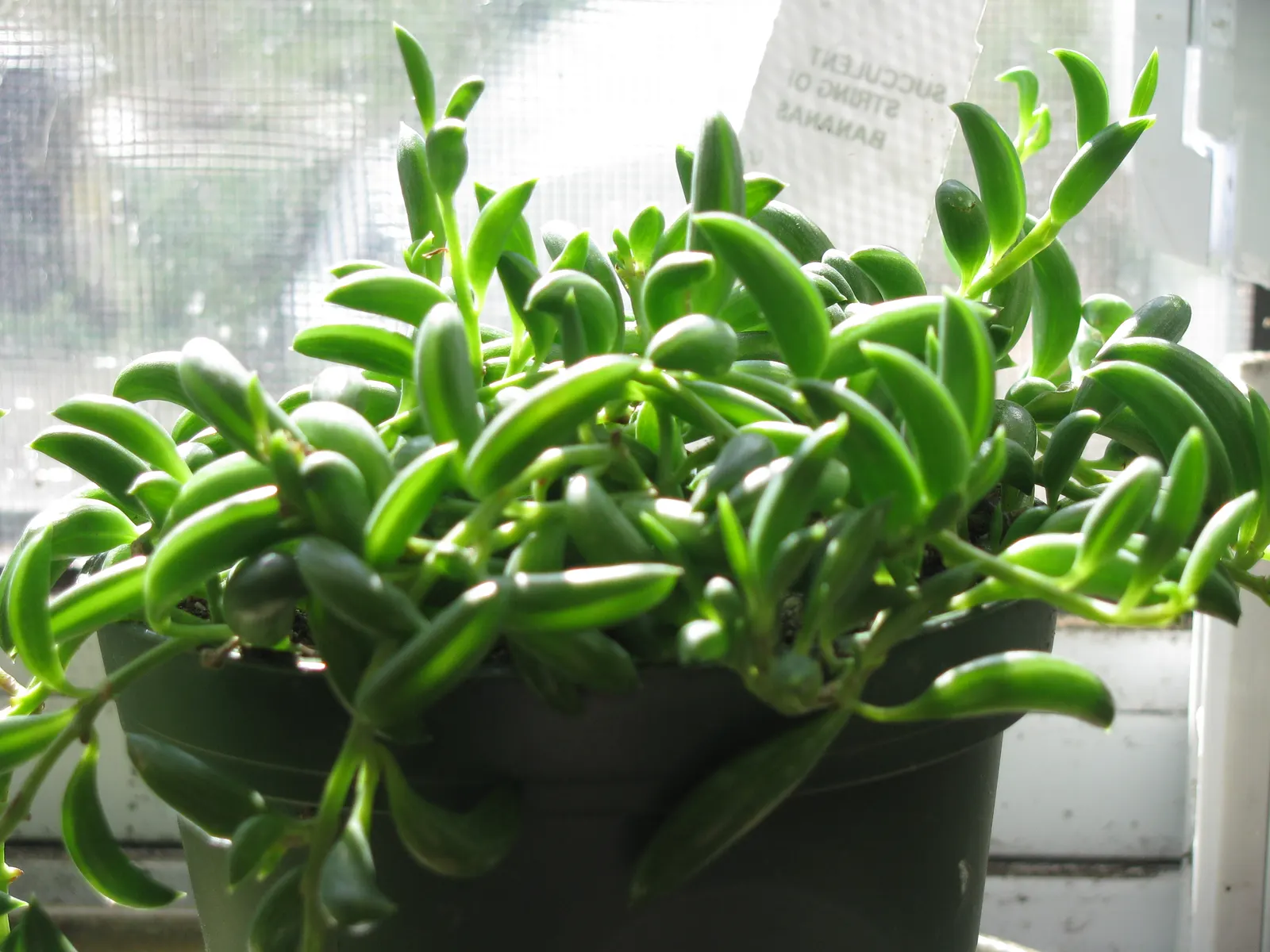 String Of Bananas (Senecio Radicans) — scientifically known as Senecio radicans; and a lack of light can lead to leggy growth.<br><br>Requiring minimal care