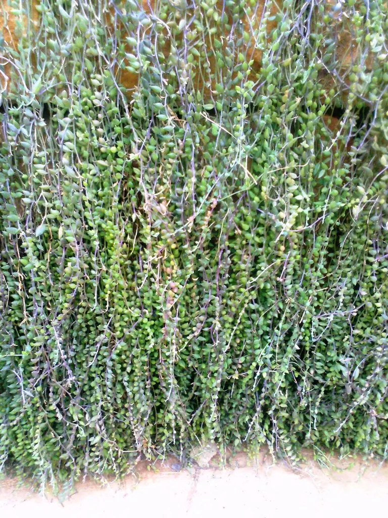 String Of Bananas (Senecio Radicans) — the String of Bananas is drought-tolerant and should be planted in well-draining soil to prevent root rot; these stems