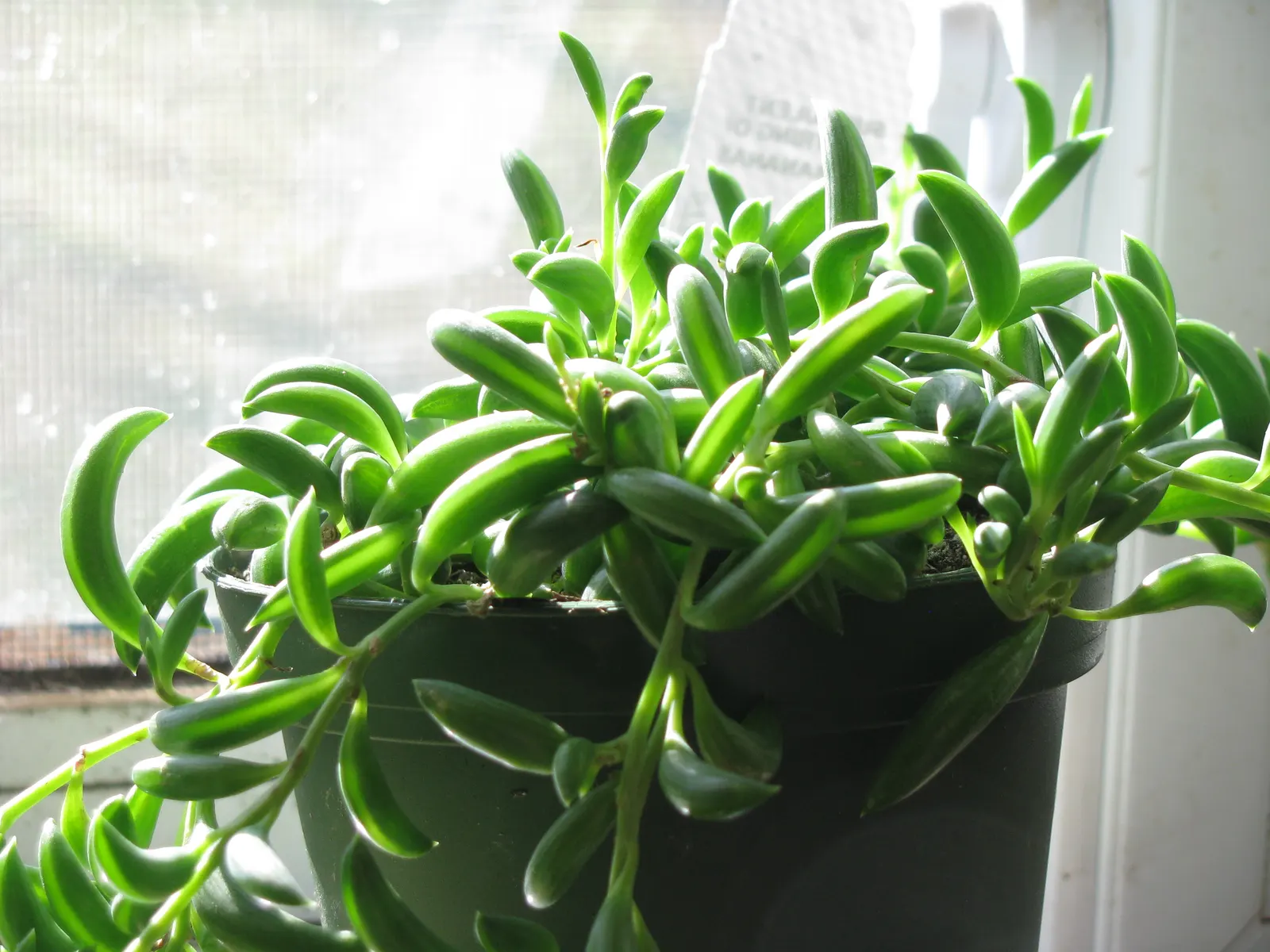 String Of Bananas (Senecio Radicans) — Watering should be sparing, typically when the top 2 inches of soil feel dry to touch; consider its growth habit and