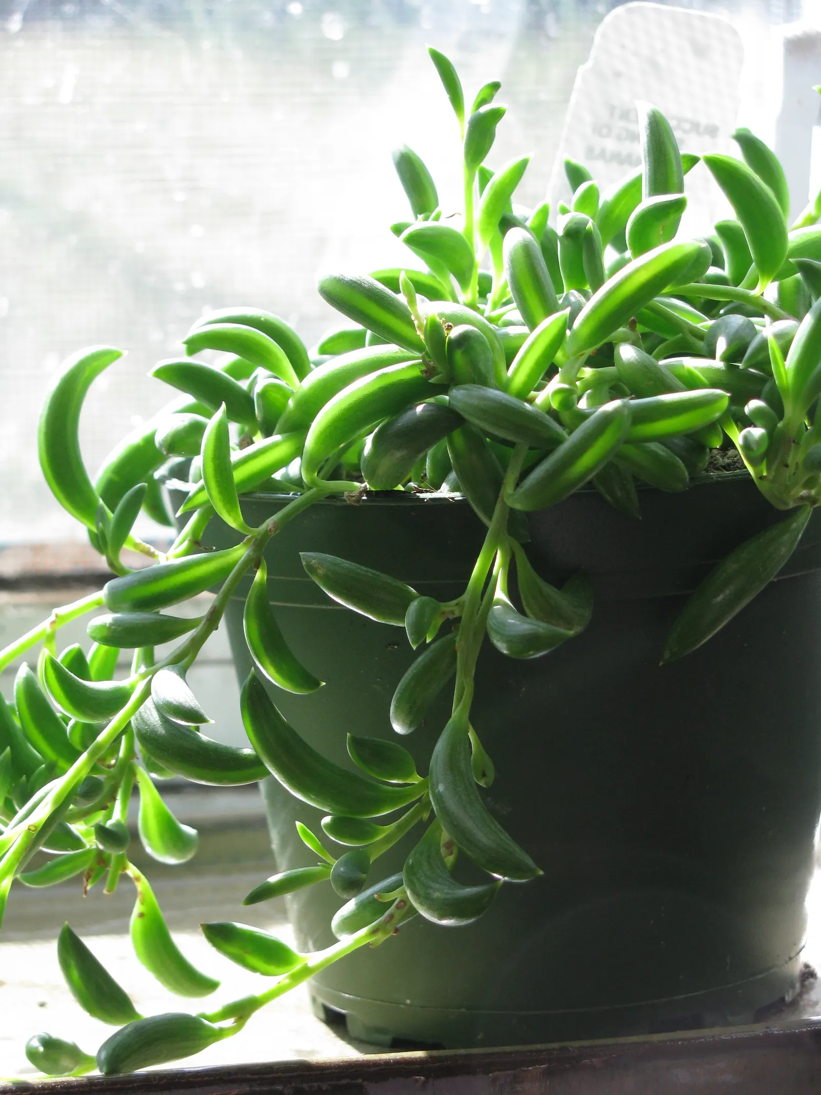 String Of Bananas (Senecio Radicans) — and a lack of light can lead to leggy growth.<br><br>Requiring minimal care