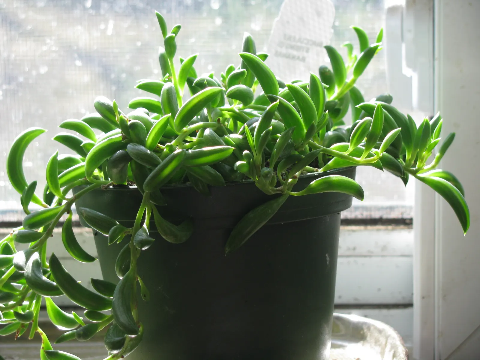 String Of Bananas (Senecio Radicans) — fleshy leaves which dangle elegantly from slender; this plant is known for its unique