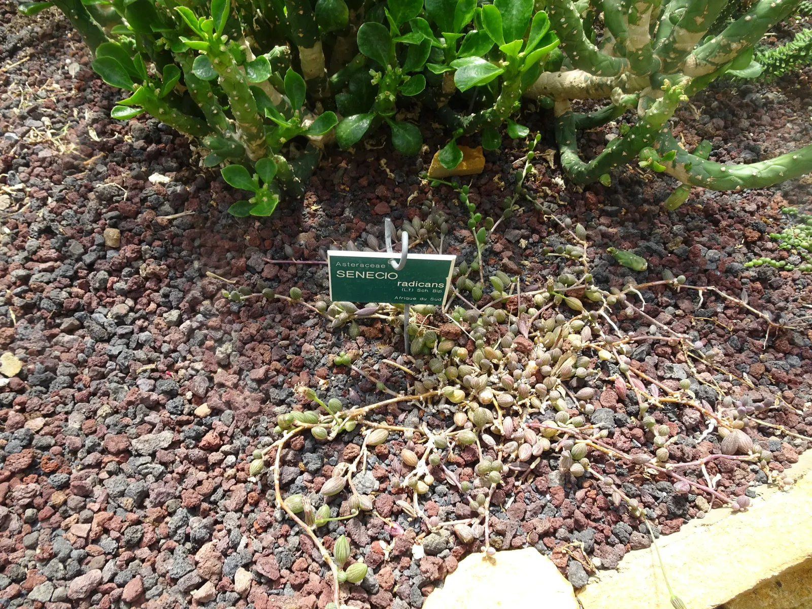 String Of Bananas (Senecio Radicans) — commonly called "String of Bananas," features cascading vines adorned with banana-shaped leaves
