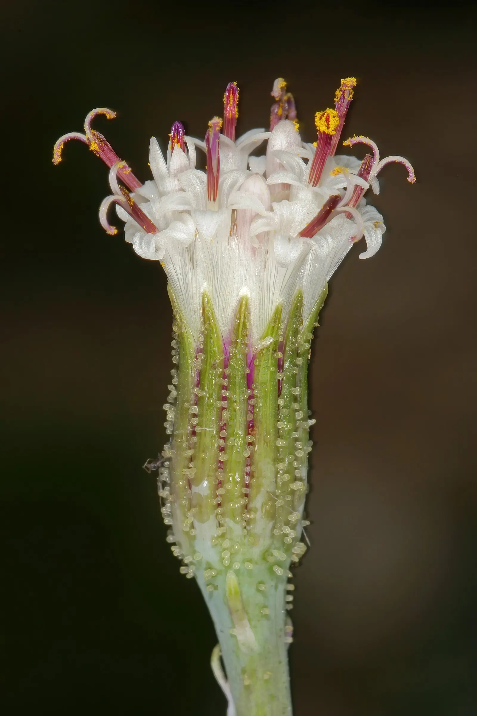 String Of Bananas (Senecio Radicans) — and a lack of light can lead to leggy growth.<br><br>Requiring minimal care; commonly called "String of Bananas,"