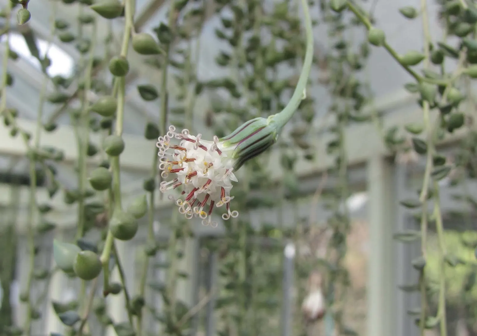 String Of Bananas (Senecio Radicans) — It's an exceptional choice for xeriscaping and adds an exotic texture to rock gardens; an ideal planting location would