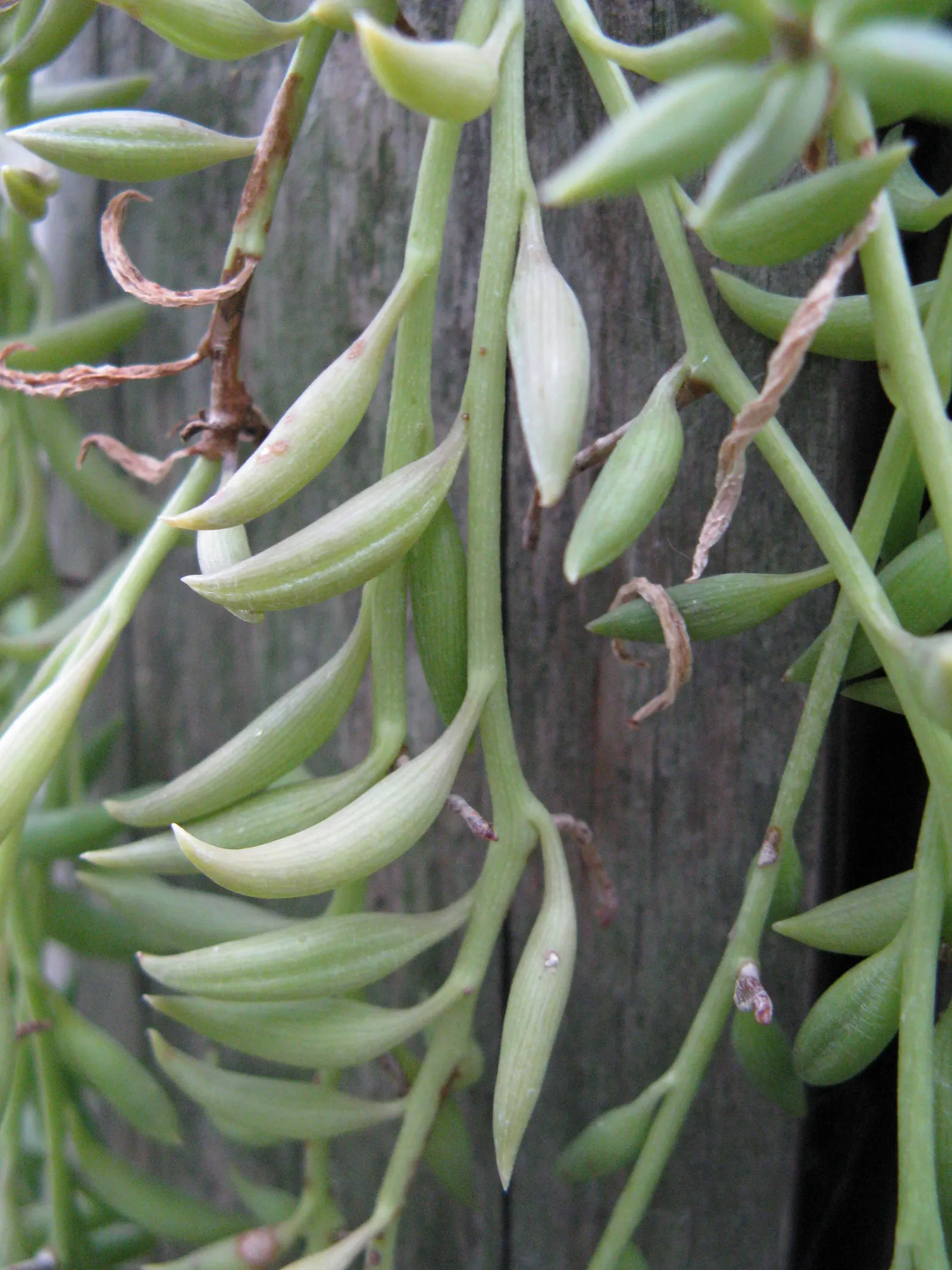 String Of Bananas (Senecio Radicans) — An ideal planting location would ensure it receives 4 to 6 hours of sunlight daily