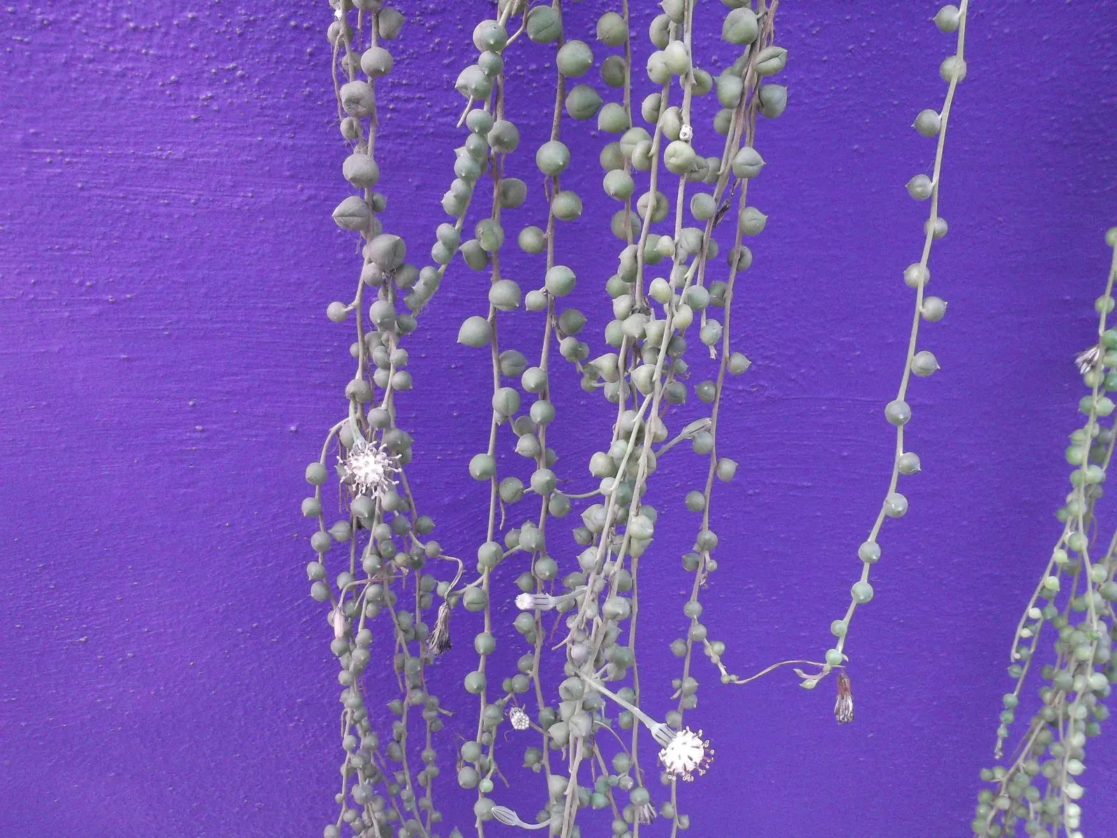 String Of Bananas (Senecio Radicans) — It prefers well-drained soil, ideally cactus mix, and fares best in temperatures between 70-80&deg;F