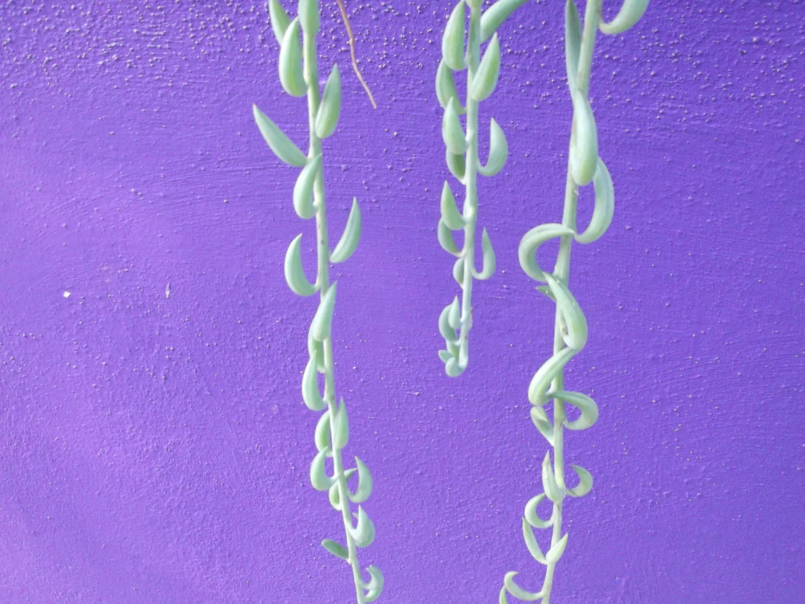 String Of Bananas (Senecio Radicans) — the String of Bananas is drought-tolerant and should be planted in well-draining soil to prevent root rot