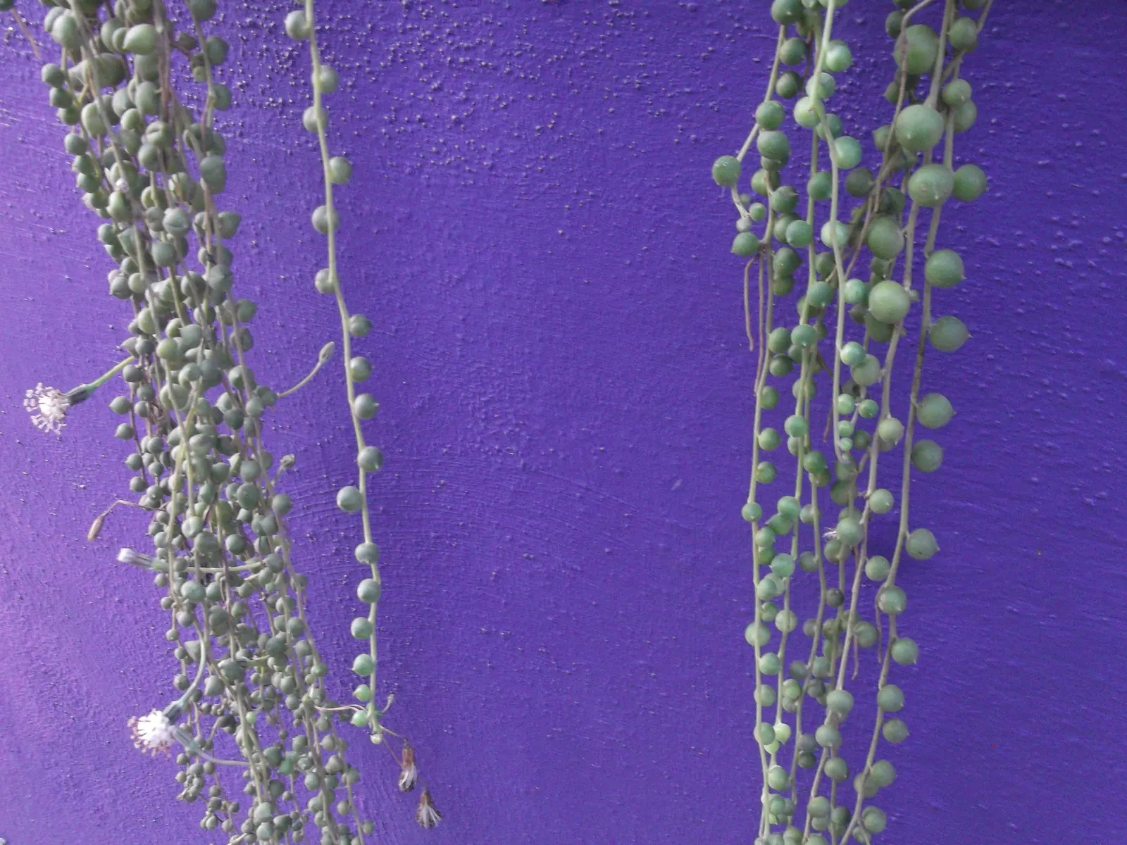String Of Bananas (Senecio Radicans) — While tolerant to various light conditions
