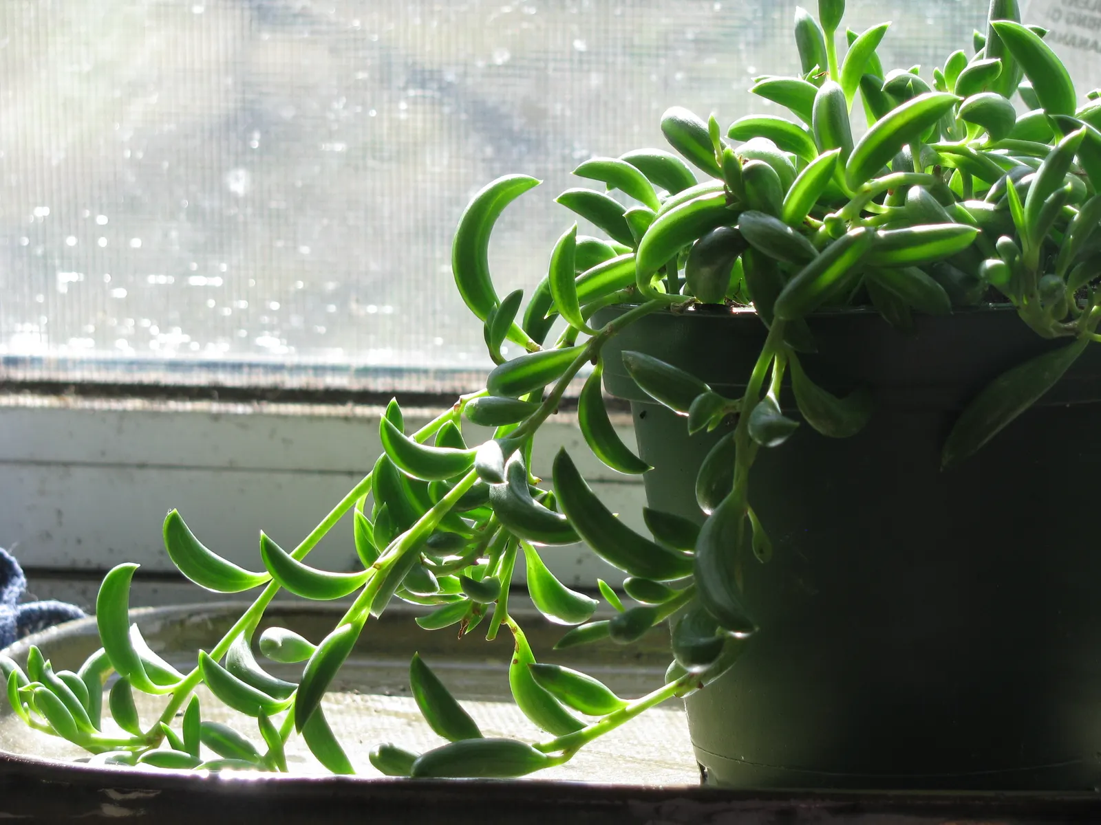 String Of Bananas (Senecio Radicans) — Watering should be sparing, typically when the top 2 inches of soil feel dry to touch