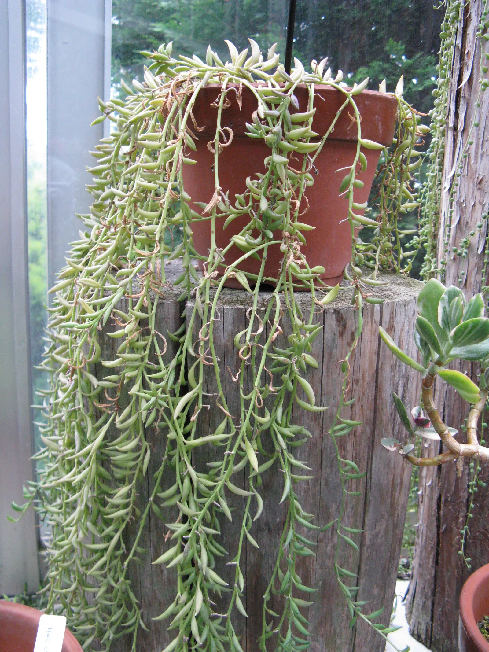 String Of Bananas (Senecio Radicans) — it is important to note that too much direct sunlight can cause scorching of its delicate leaves