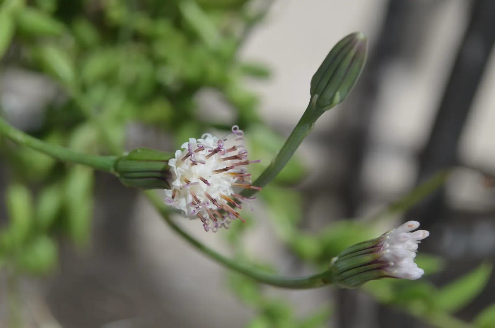 String Of Bananas (Senecio Radicans) — ground cover / succulent for full or half