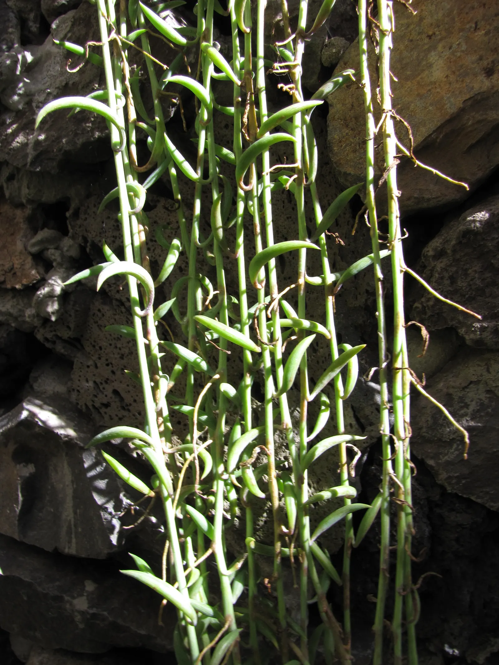 String Of Bananas (Senecio Radicans) — This plant is known for its unique