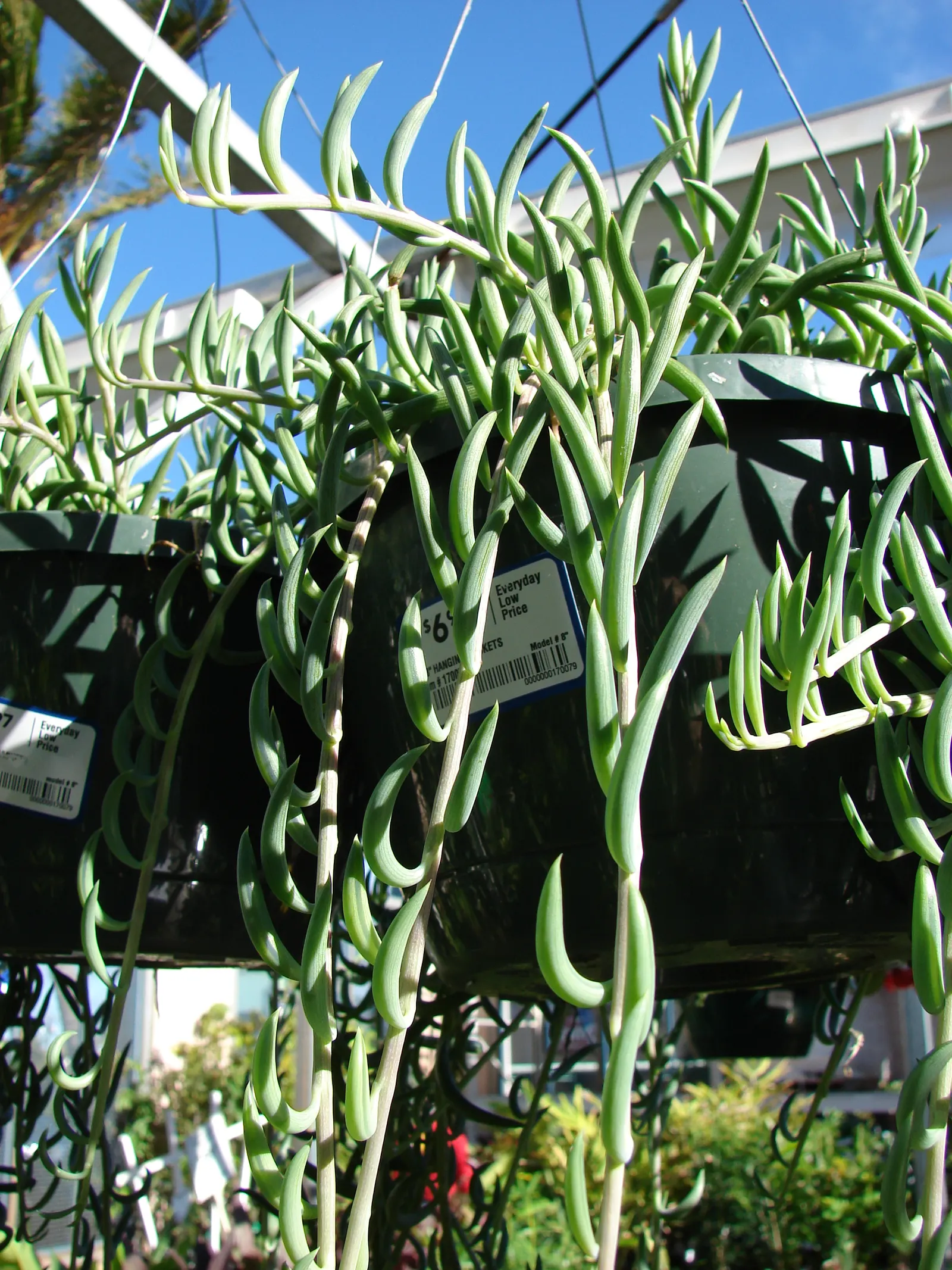 String Of Bananas (Senecio Radicans) — fleshy leaves which dangle elegantly from slender