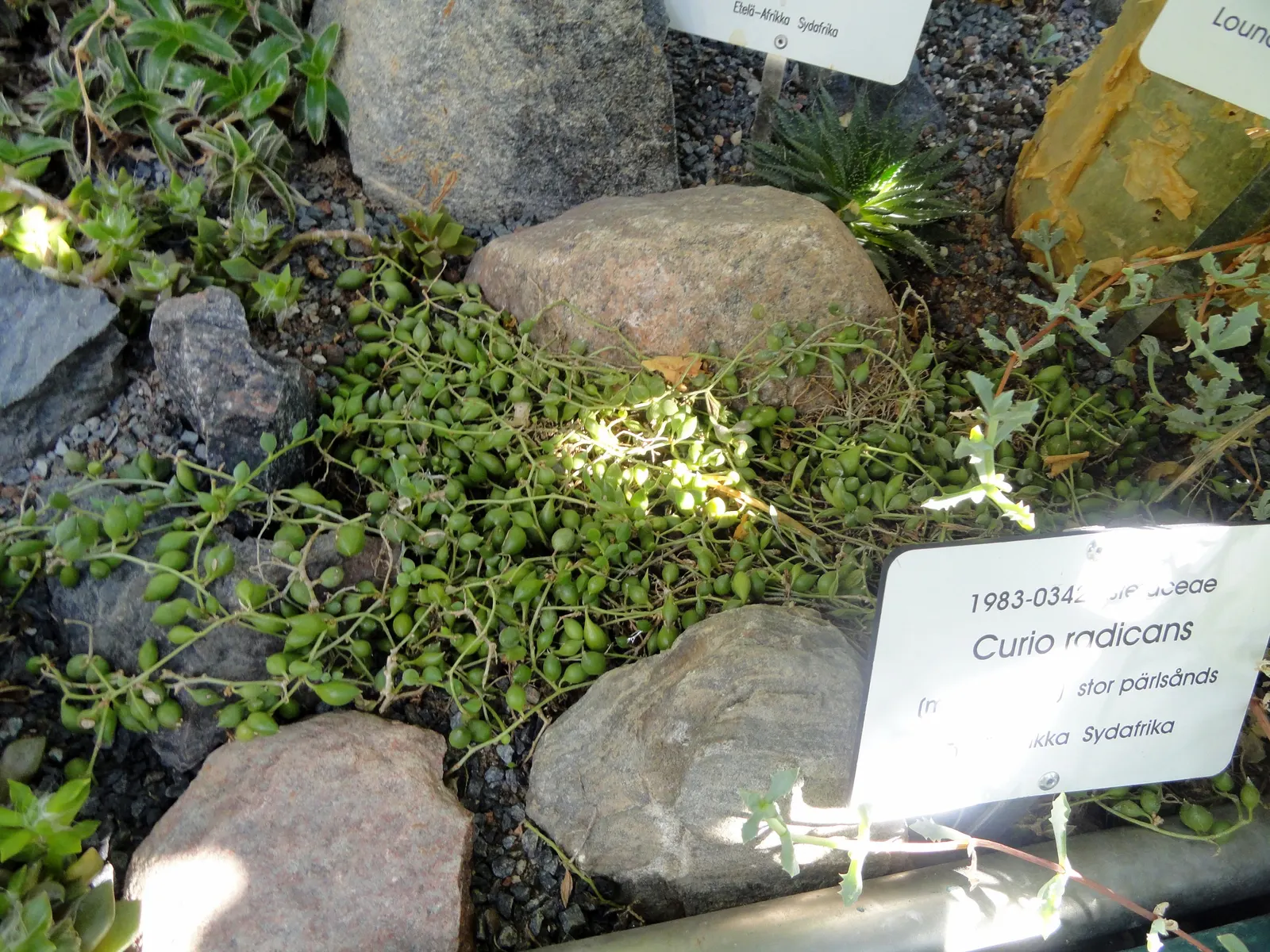 String Of Bananas (Senecio Radicans) — This succulent thrives in bright, indirect sunlight and requires minimal watering; it is important to note that too much