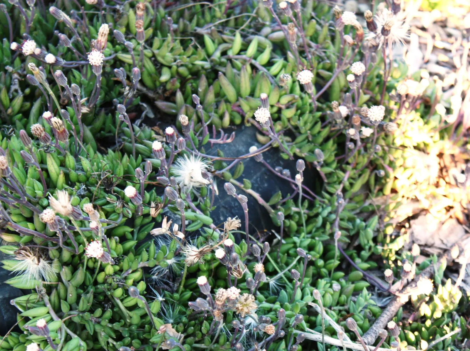 String Of Bananas (Senecio Radicans) — While tolerant to various light conditions; fleshy leaves which dangle elegantly from slender