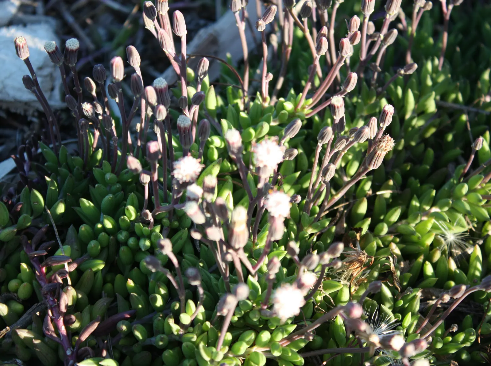 String Of Bananas (Senecio Radicans) — These stems can reach lengths of up to 3 feet; the String of Bananas is drought-tolerant and should be planted in
