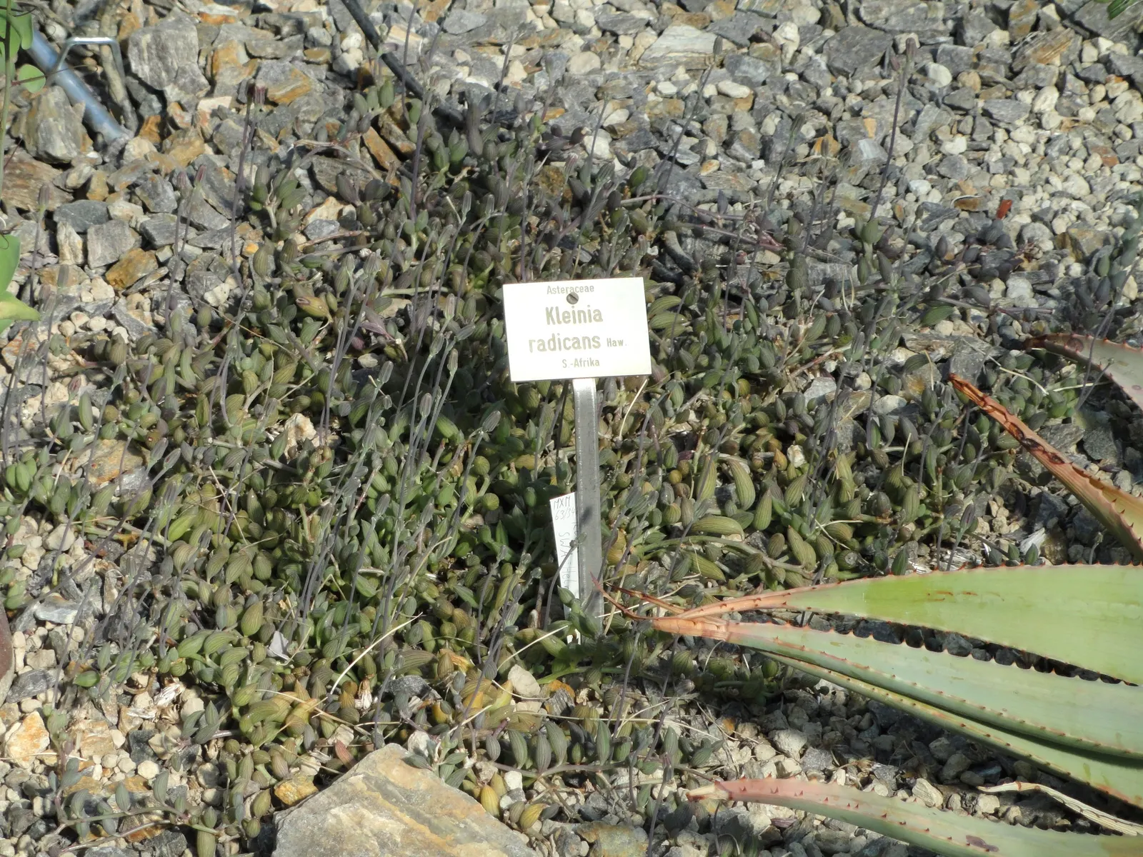 String Of Bananas (Senecio Radicans) — It prefers well-drained soil, ideally cactus mix, and fares best in temperatures between 70-80&deg;F; white flowers in