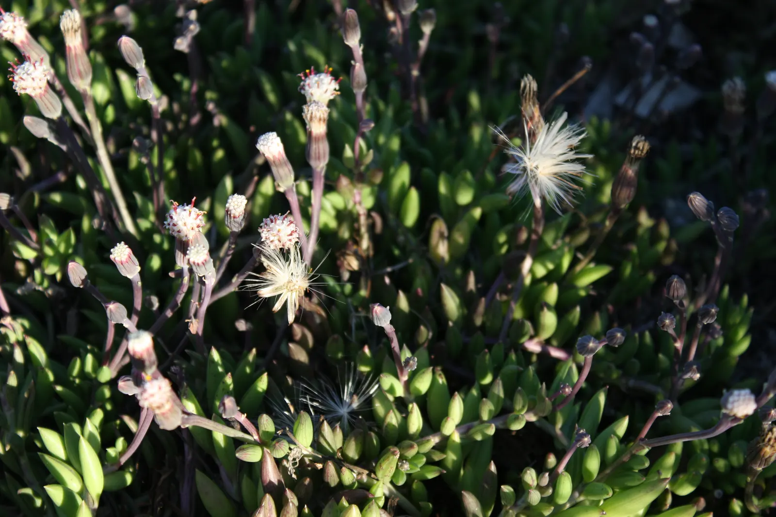 String Of Bananas (Senecio Radicans) — adding a playful charm to hanging baskets or as a trailing accent in landscape designs with its distinctive, image 24