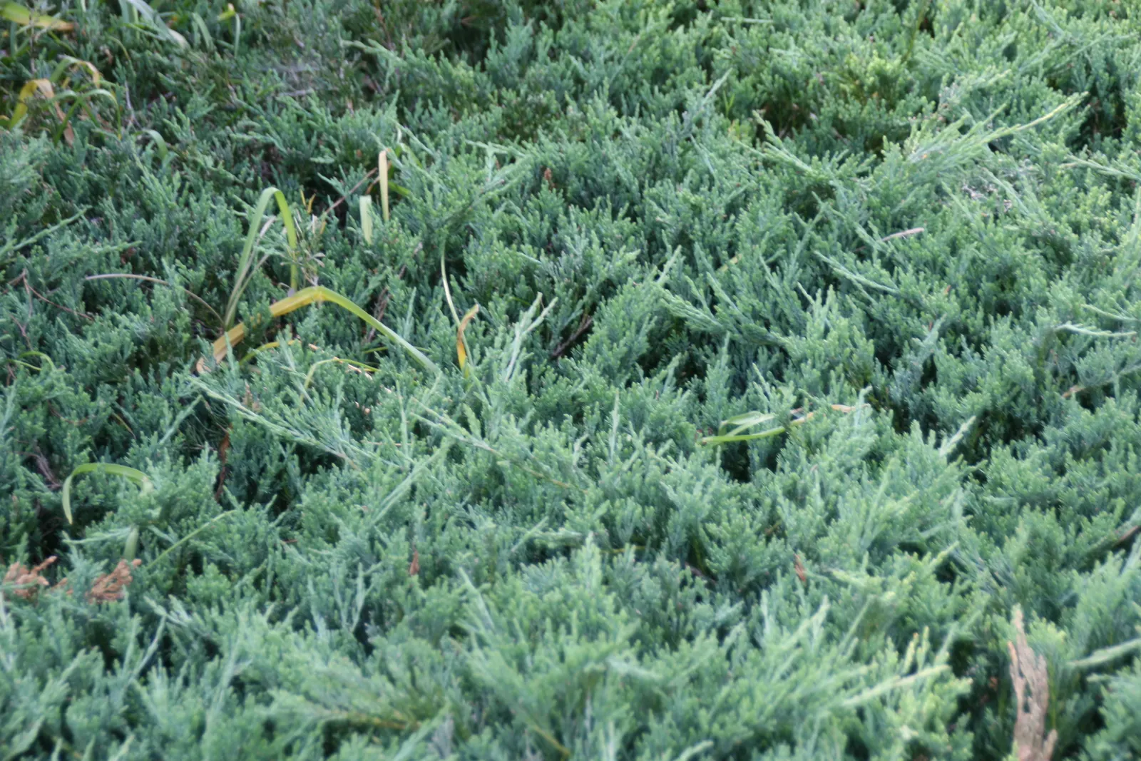 Trailing Jade (Senecio Jacobsenii) — vibrant green leaves that overlap like shingles on a roof
