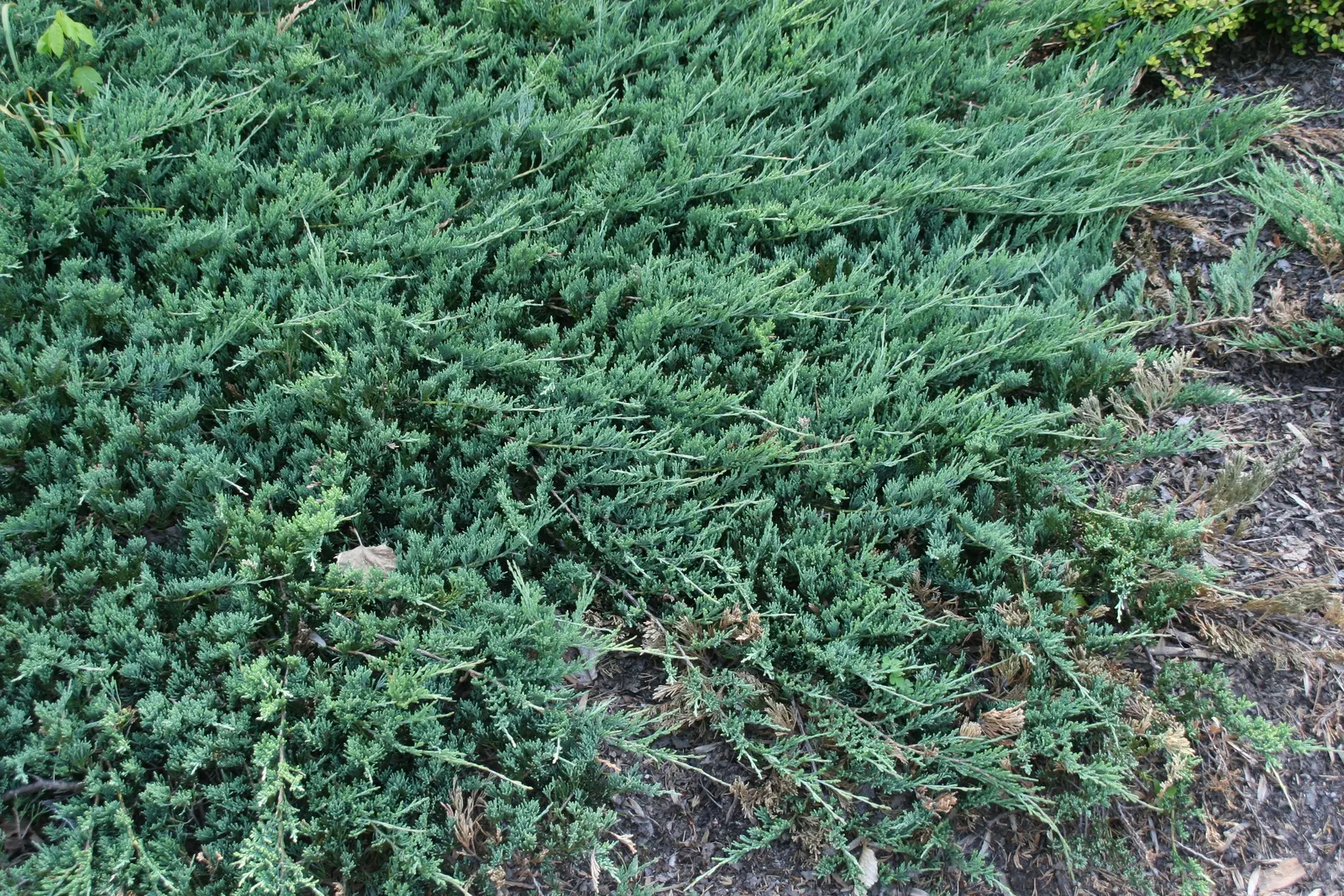 Trailing Jade (Senecio Jacobsenii) — Trailing Jade (Senecio jacobsenii) is a cascading succulent with fleshy