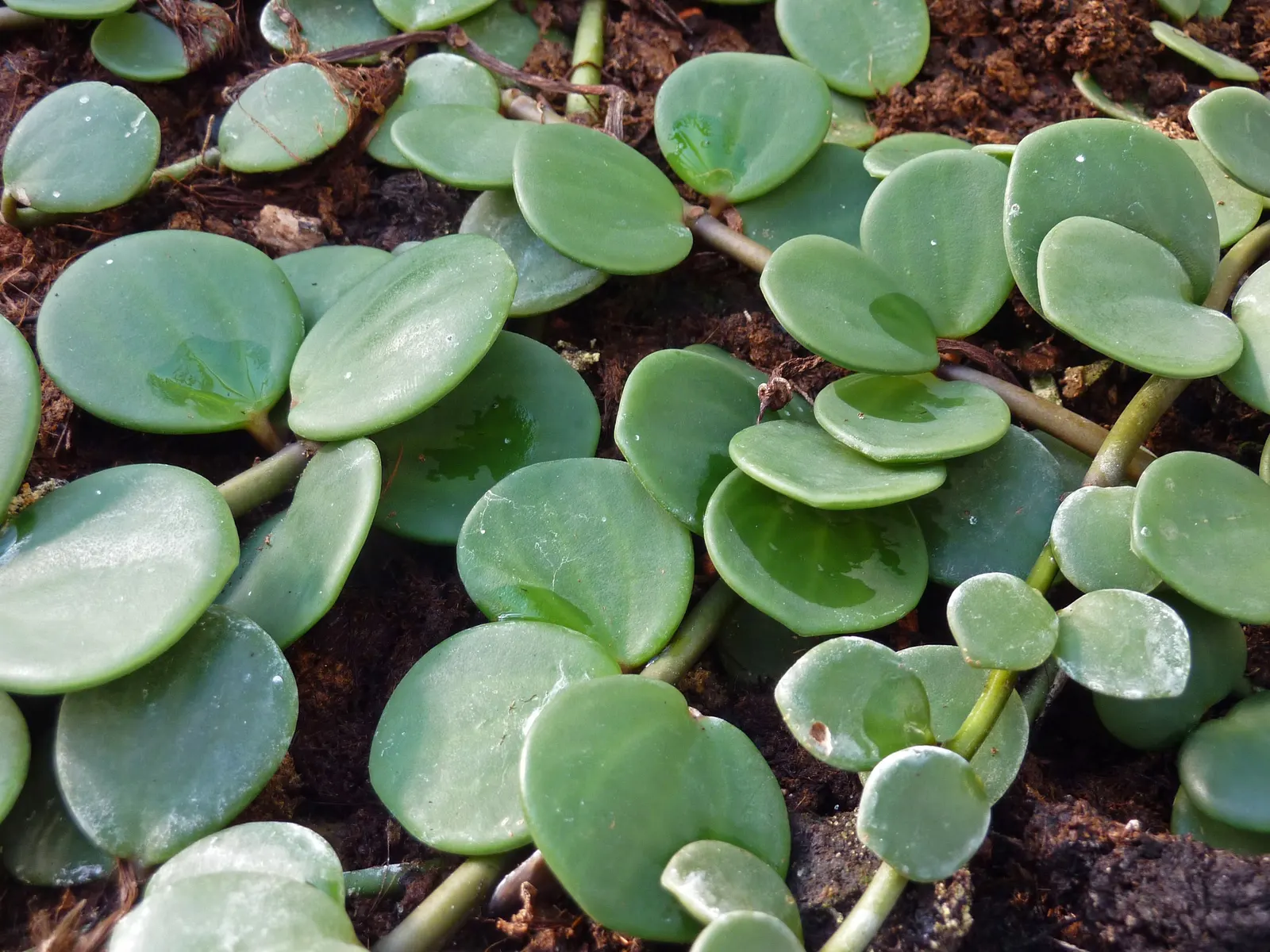 Trailing Jade (Senecio Jacobsenii) — These leaves are a rich green and exhibit a subtle sheen