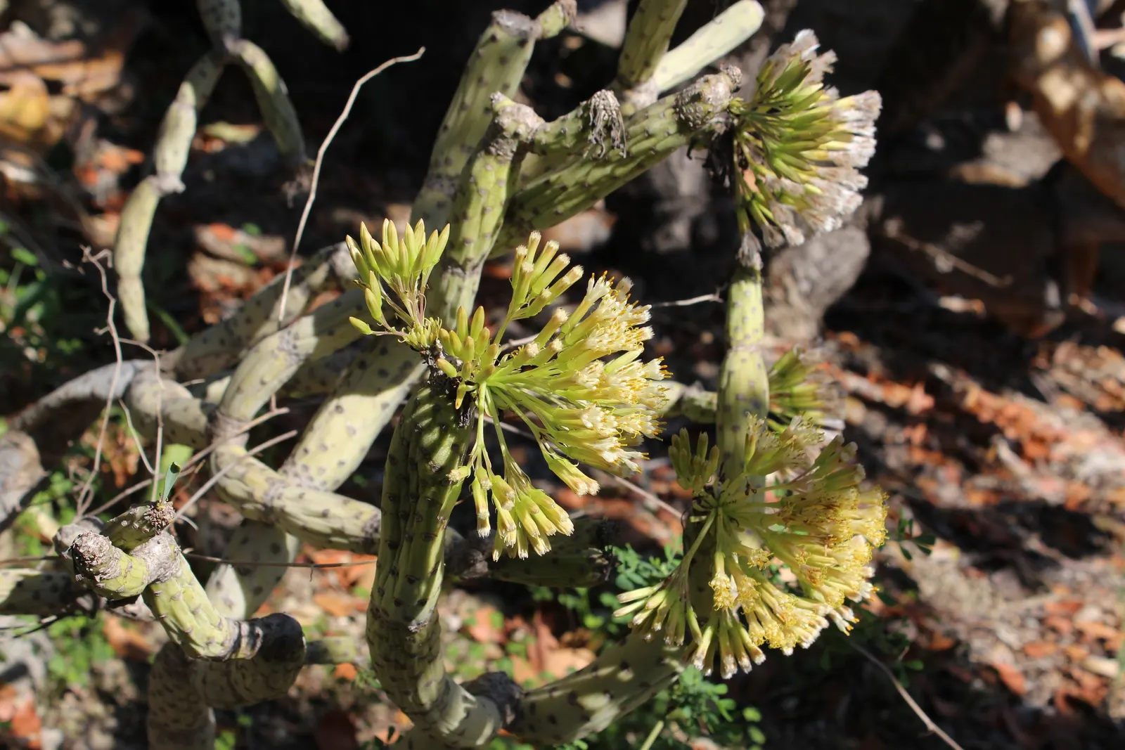 Trailing Jade (Senecio Jacobsenii) — It prefers full to partial sun, requiring around 6 to 8 hours of daylight