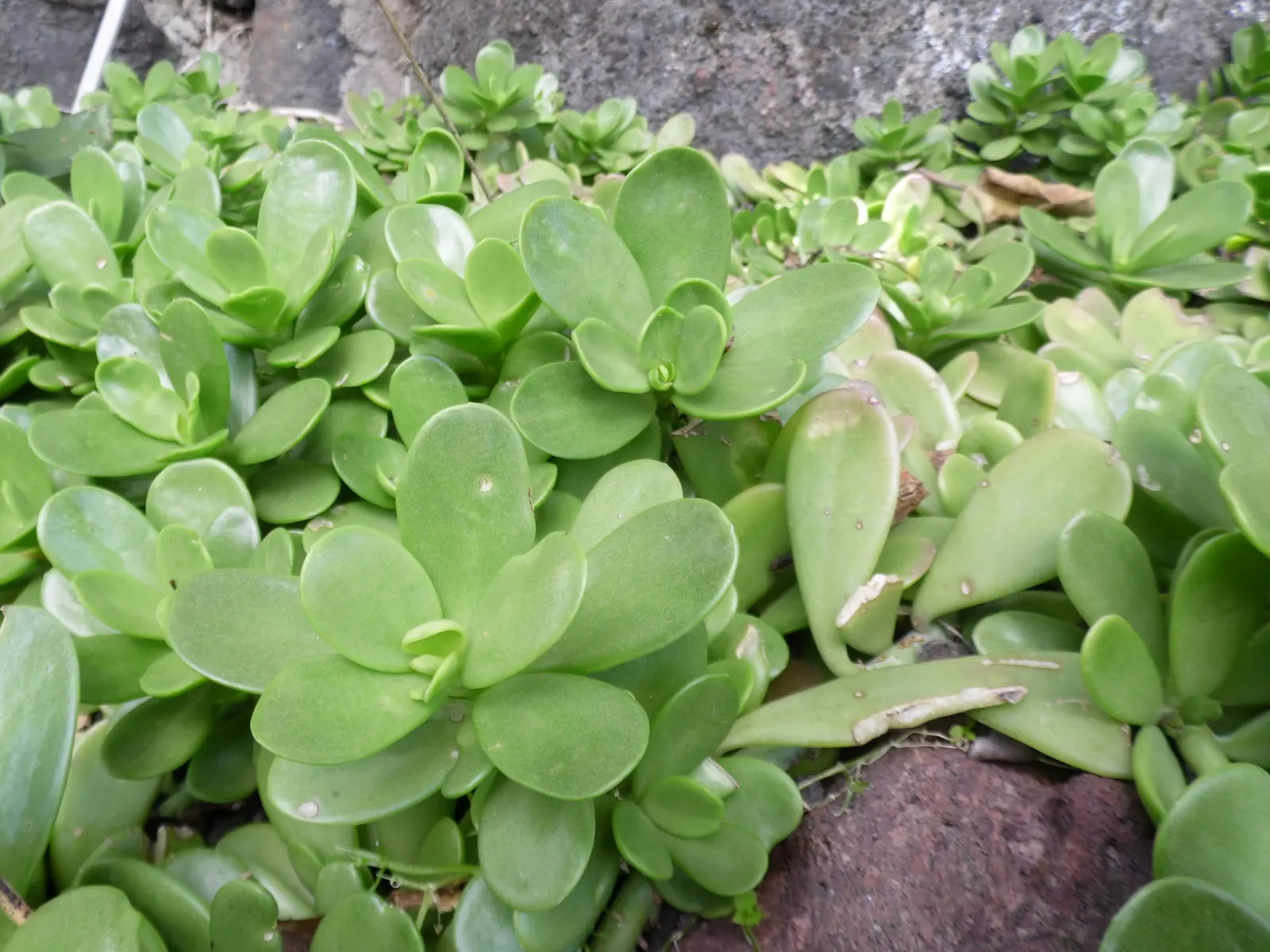 Trailing Jade (Senecio Jacobsenii) — with edges that may blush a gentle reddish hue when exposed to ample sunlight
