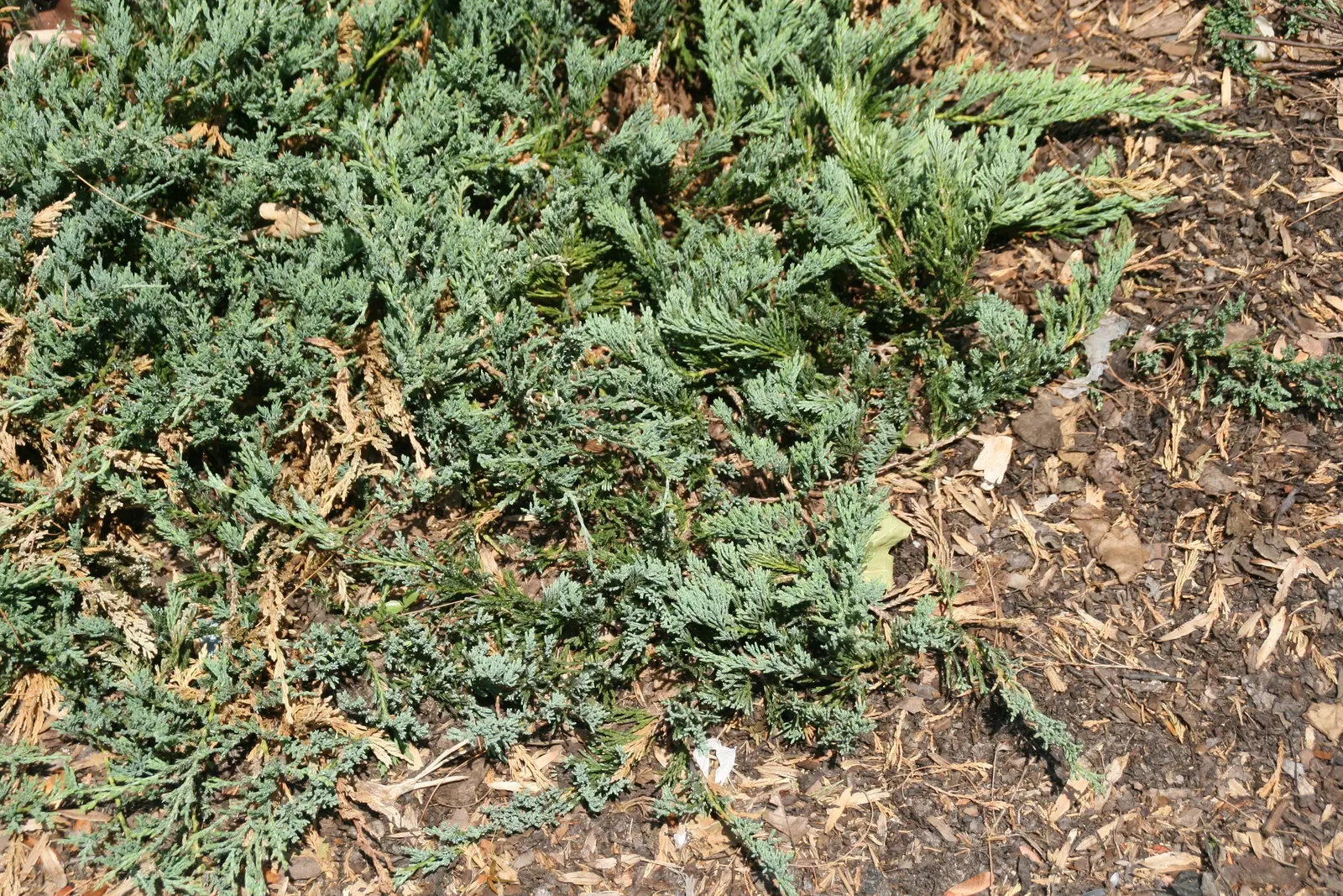 Trailing Jade (Senecio Jacobsenii) — It reaches up to 4 feet in length, making it a superb choice for hanging baskets or as a ground cover