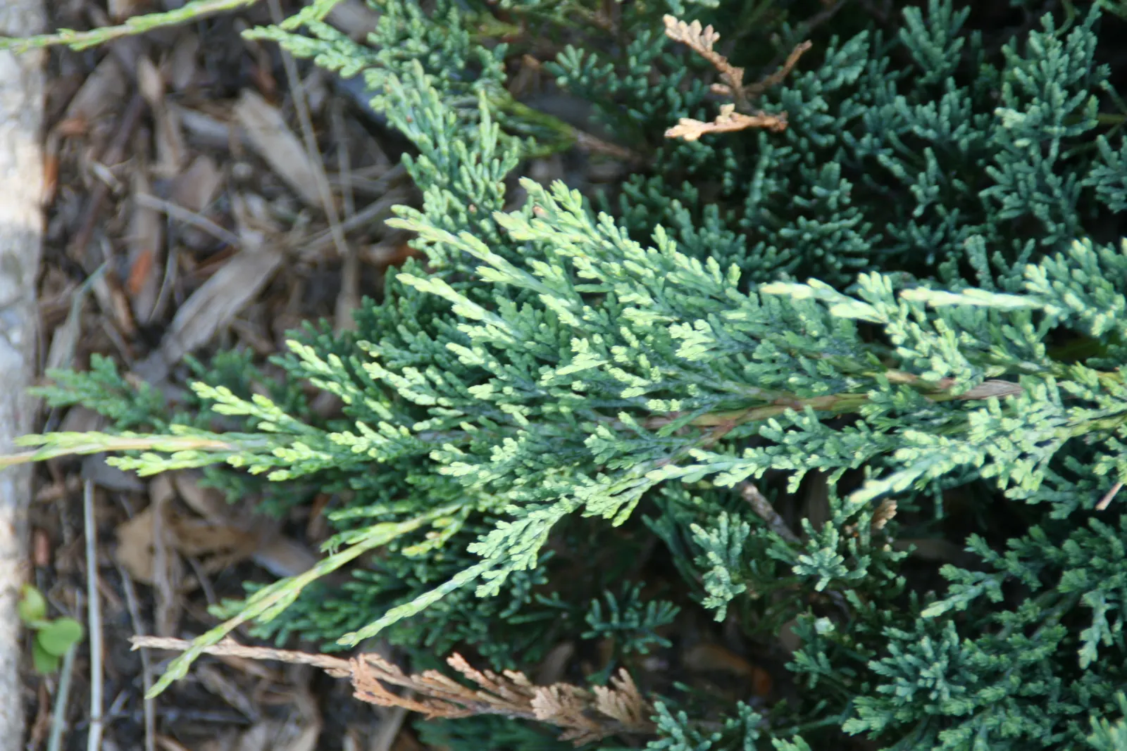 Trailing Jade (Senecio Jacobsenii) — Drought-tolerant, it demands watering only when the soil is dry to the touch