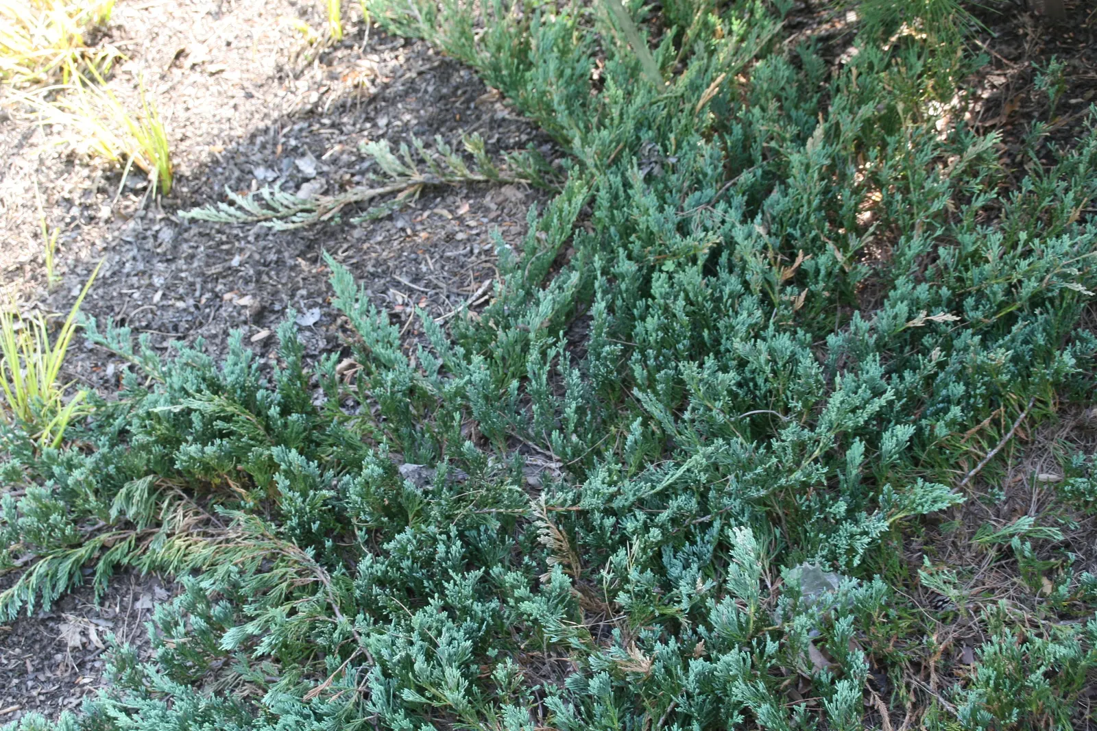 Trailing Jade (Senecio Jacobsenii) — This hardy plant thrives with minimal care, requiring bright, indirect light and well-draining soil