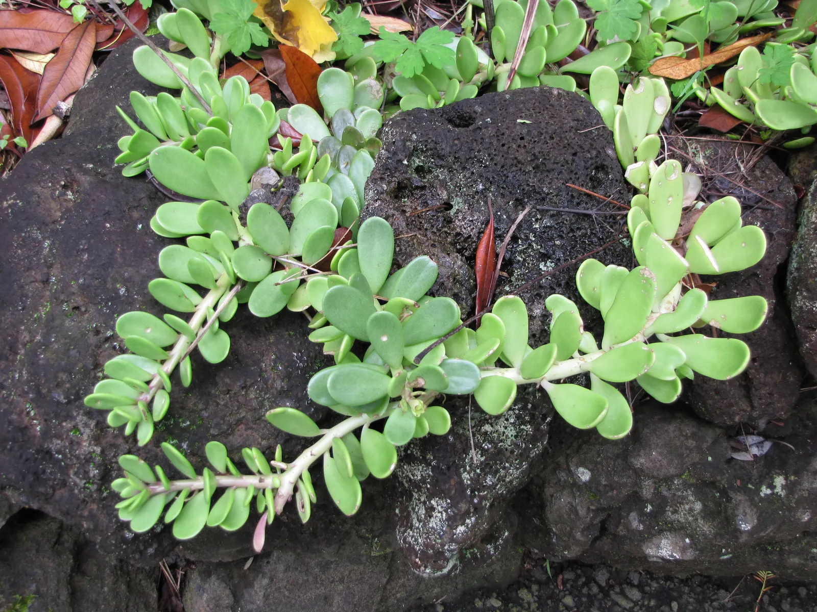 Trailing Jade (Senecio Jacobsenii) — stands out as an alluring succulent that boasts a unique cascade of fleshy