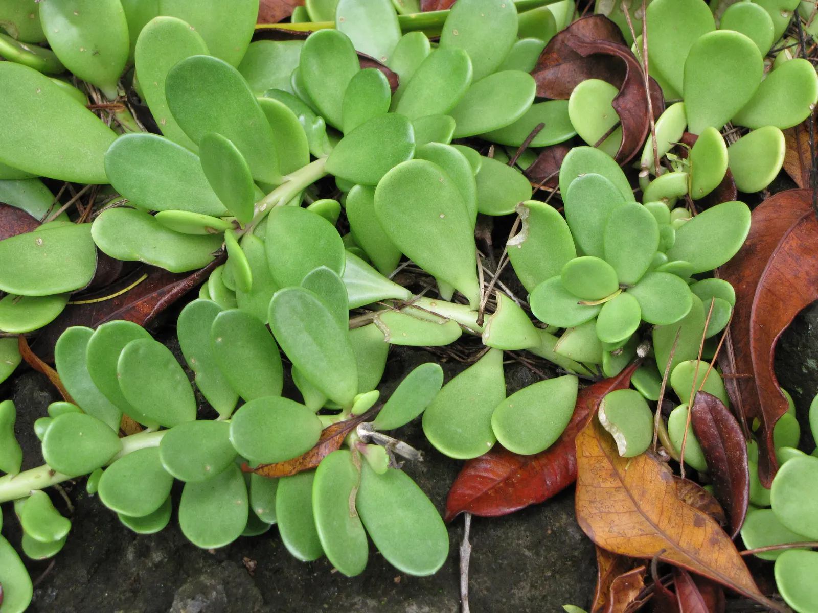 Trailing Jade (Senecio Jacobsenii) — scientifically referred to as Senecio jacobsenii