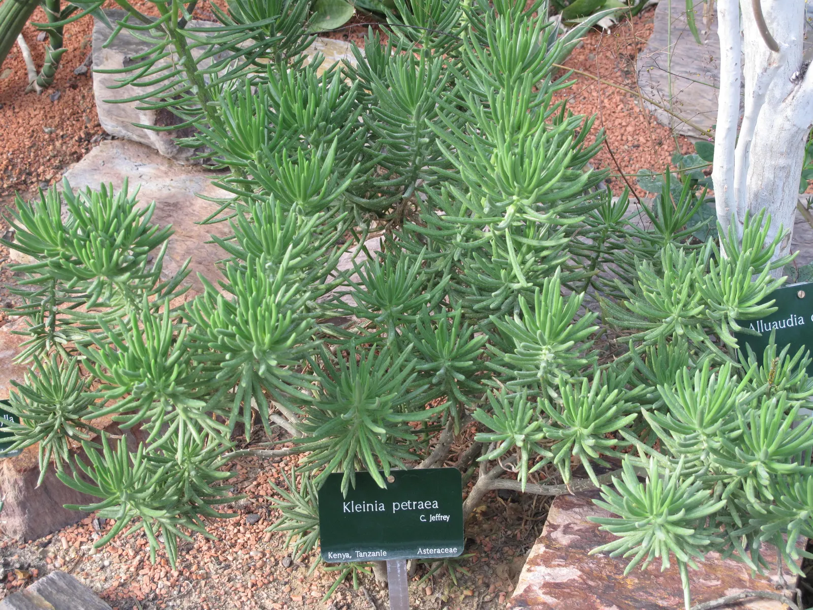 Trailing Jade (Senecio Jacobsenii) — providing year-round visual interest