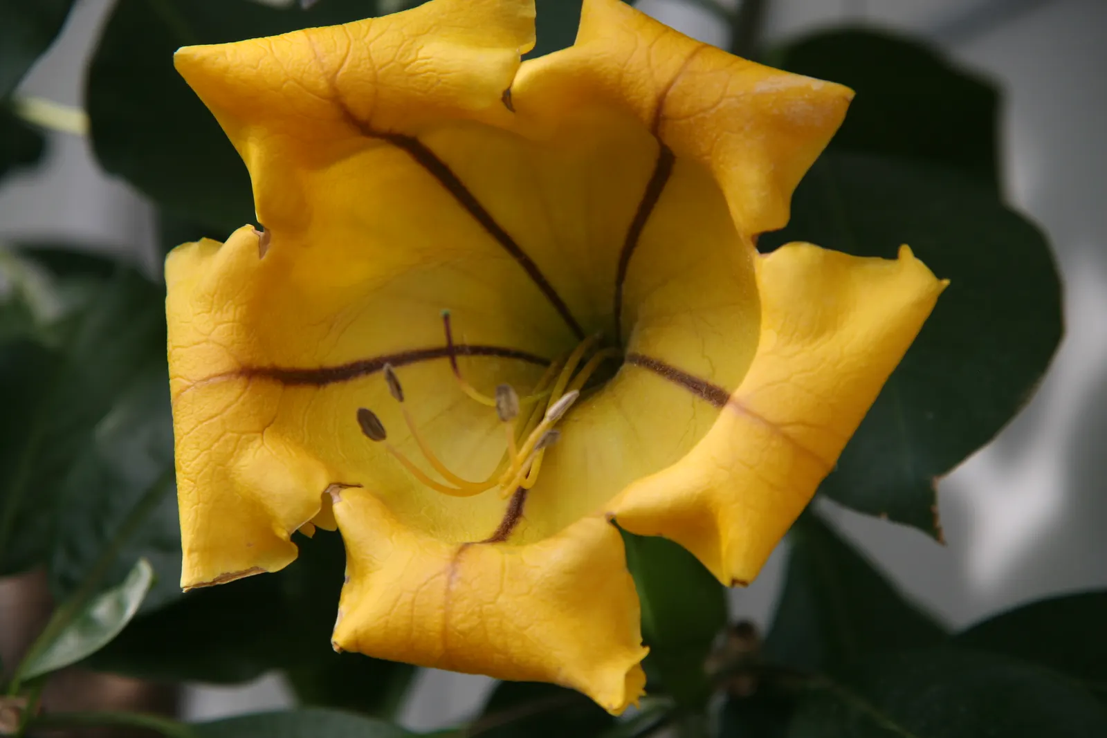 Cup Of Gold Vine (Solandra Maxima) — also revered as the Golden Chalice Vine; vine with gold blooms
