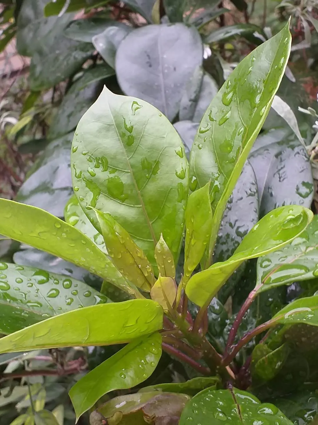 Cup Of Gold Vine (Solandra Maxima) — the Cup of Gold Vine can reach substantial heights; ideal for trellises or fences, this tropical beauty requires sturdy