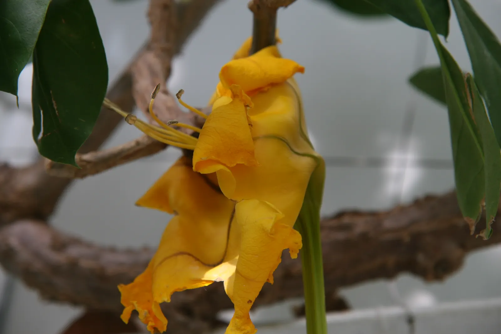 Cup Of Gold Vine (Solandra Maxima) — Its glossy, oval leaves span 4-6 inches in length; gold flowers in the garden