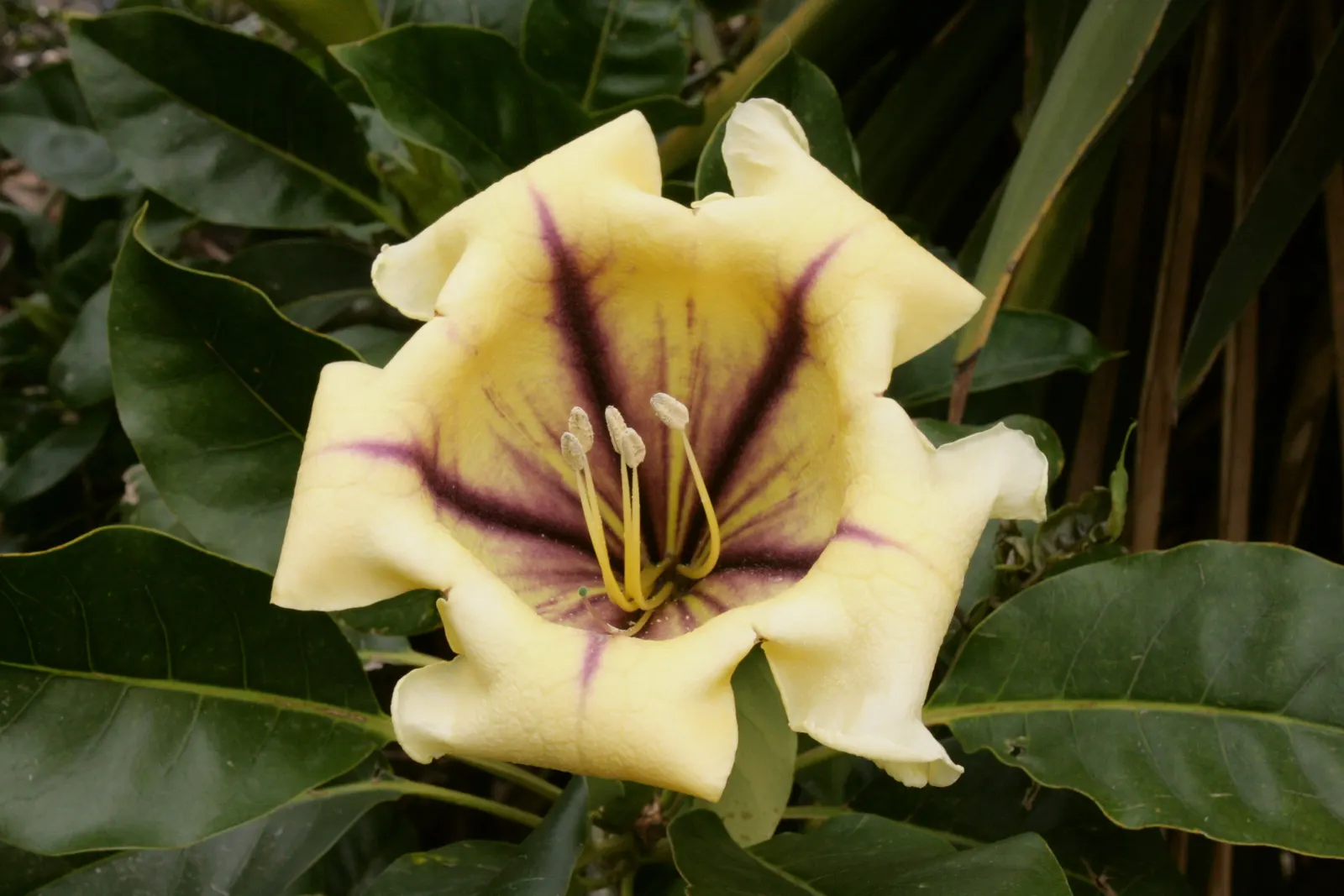 Cup Of Gold Vine (Solandra Maxima) — a robust evergreen climber