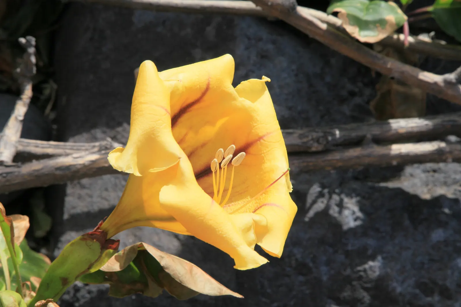 Cup Of Gold Vine (Solandra Maxima) — Pruning can be conducted after flowering to maintain shape and size; the Cup of Gold Vine (Solandra maxima)